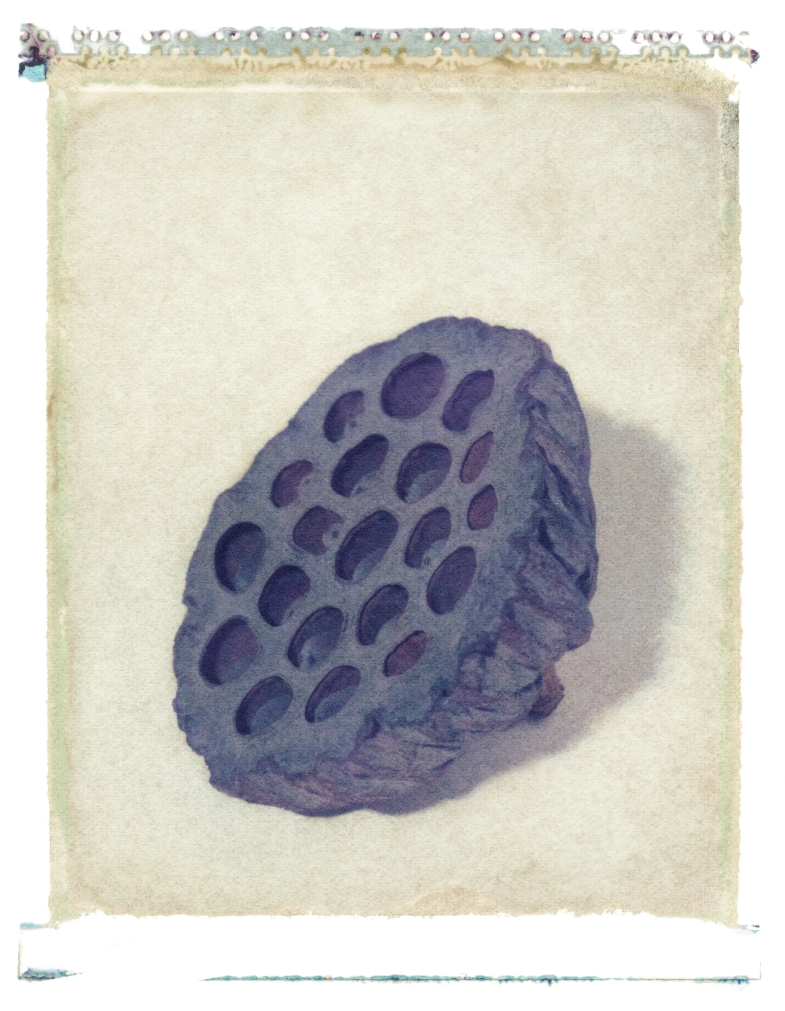 Nelumbo nucifera , 1997