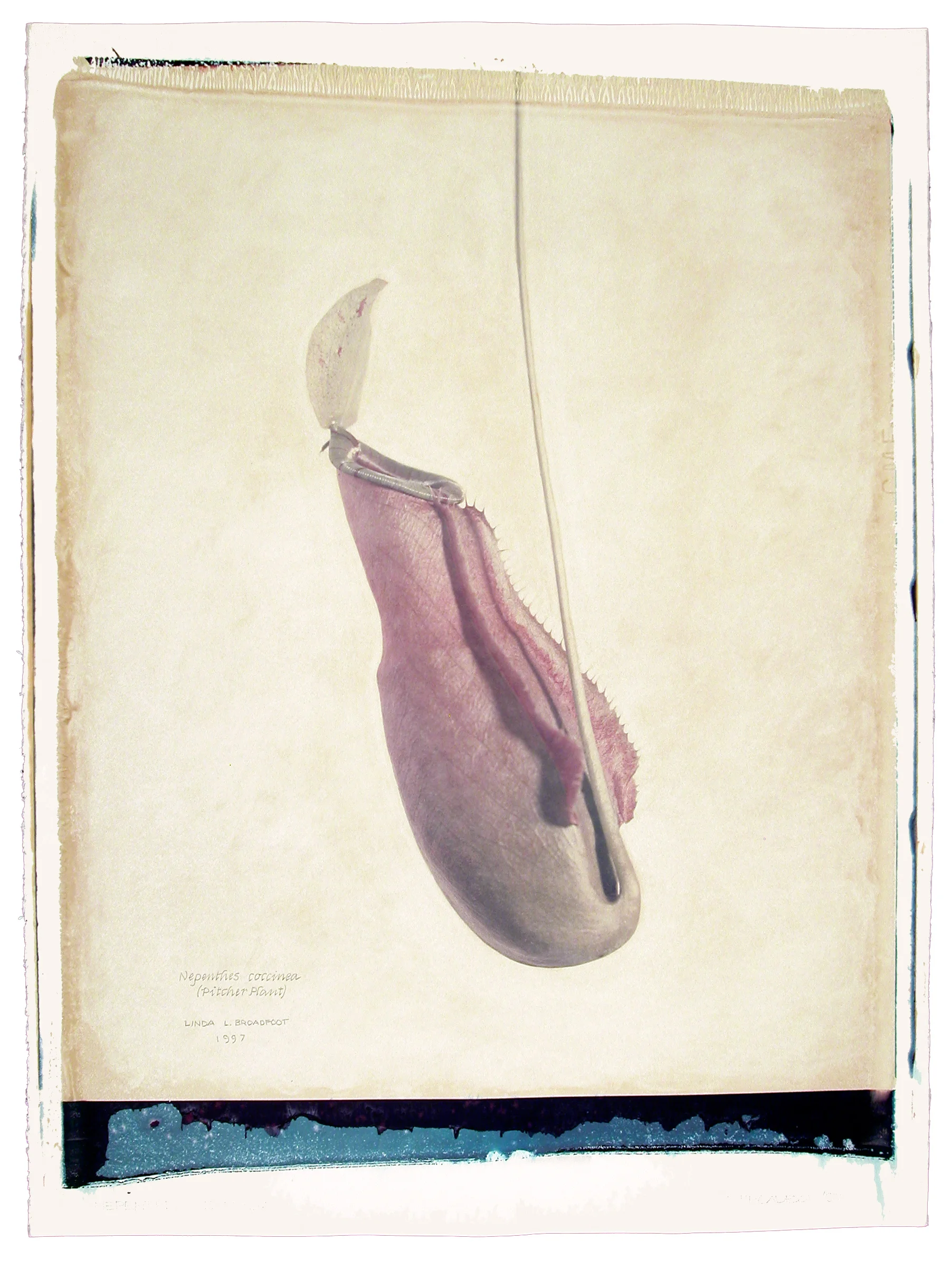 Nepenthes coccinea (Pitcher Plant), 1997