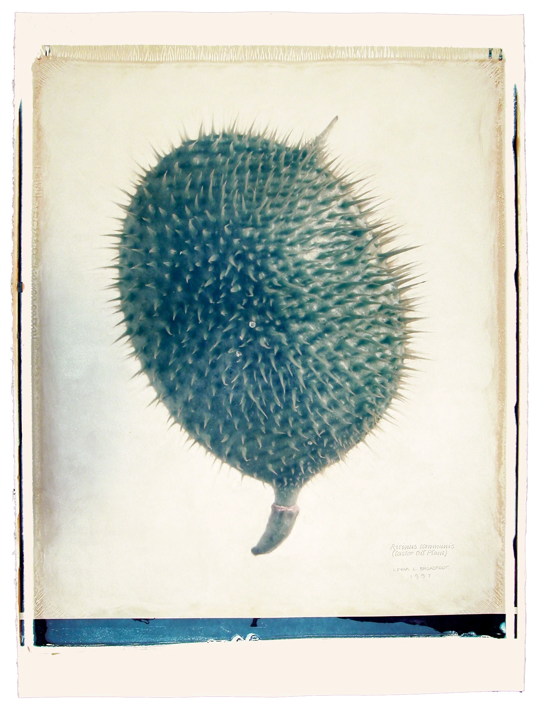 Rincinus communis (Castor Oil Plant), 1997