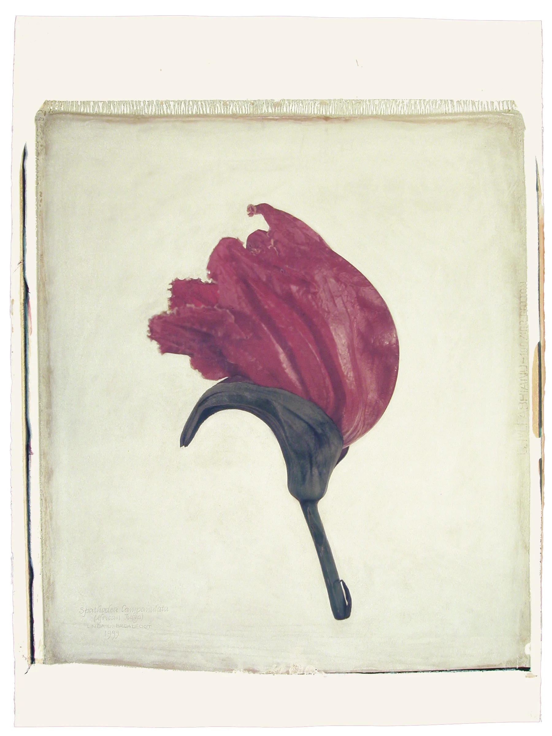 Spathodea campanulata (African Tulip), 1999