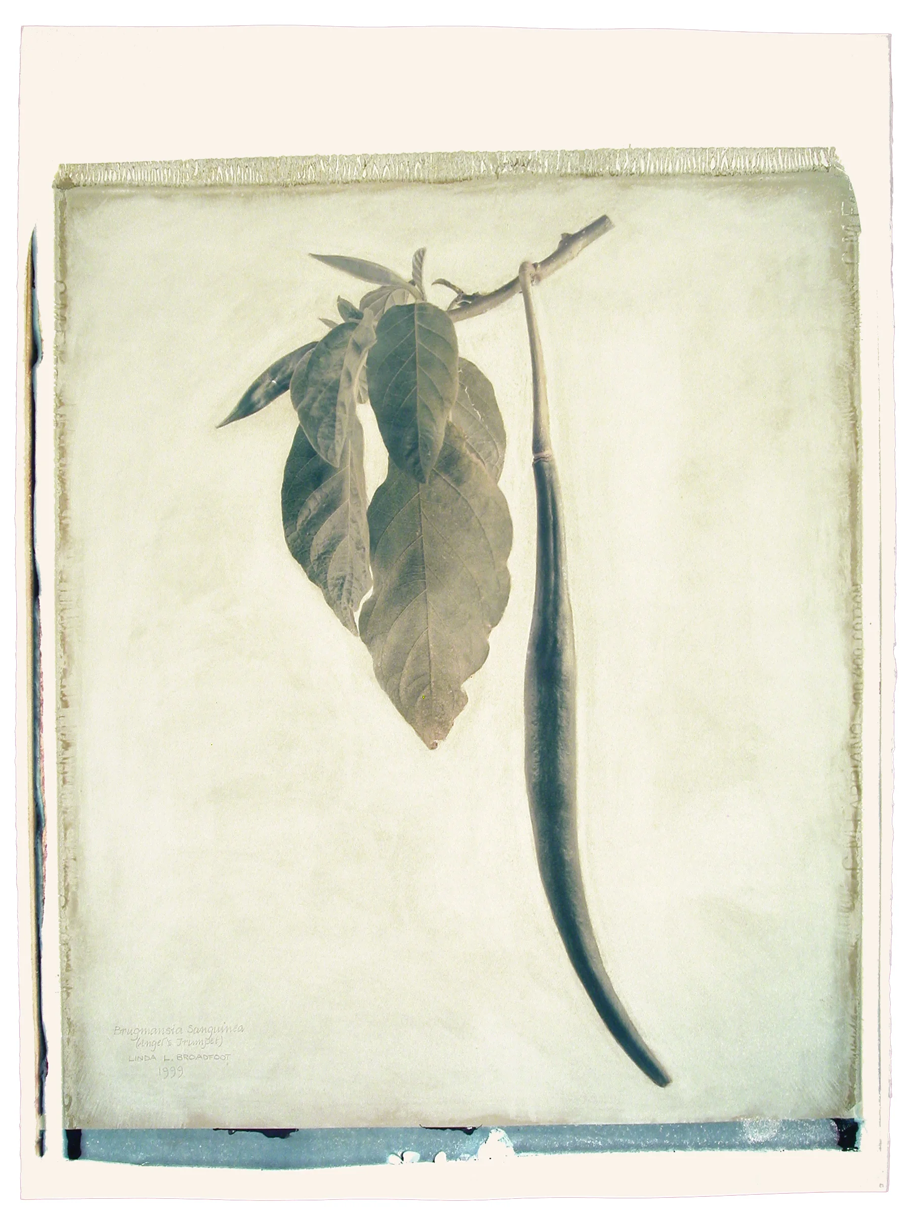 Brugmansia sanguinea (Angel's Trumpet), 1999