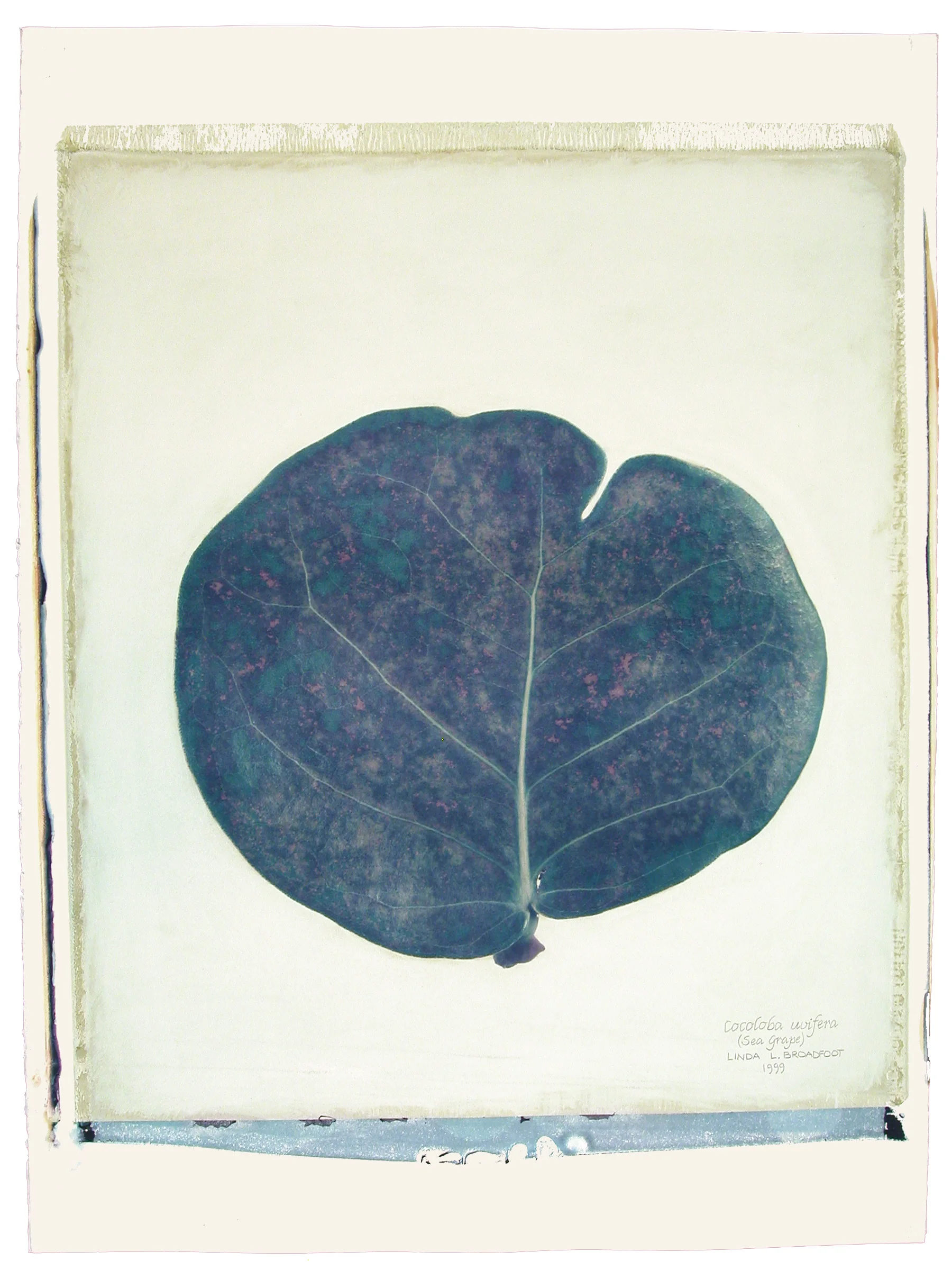 Cocoloba uvifera (Seagrape Leaf), 1999