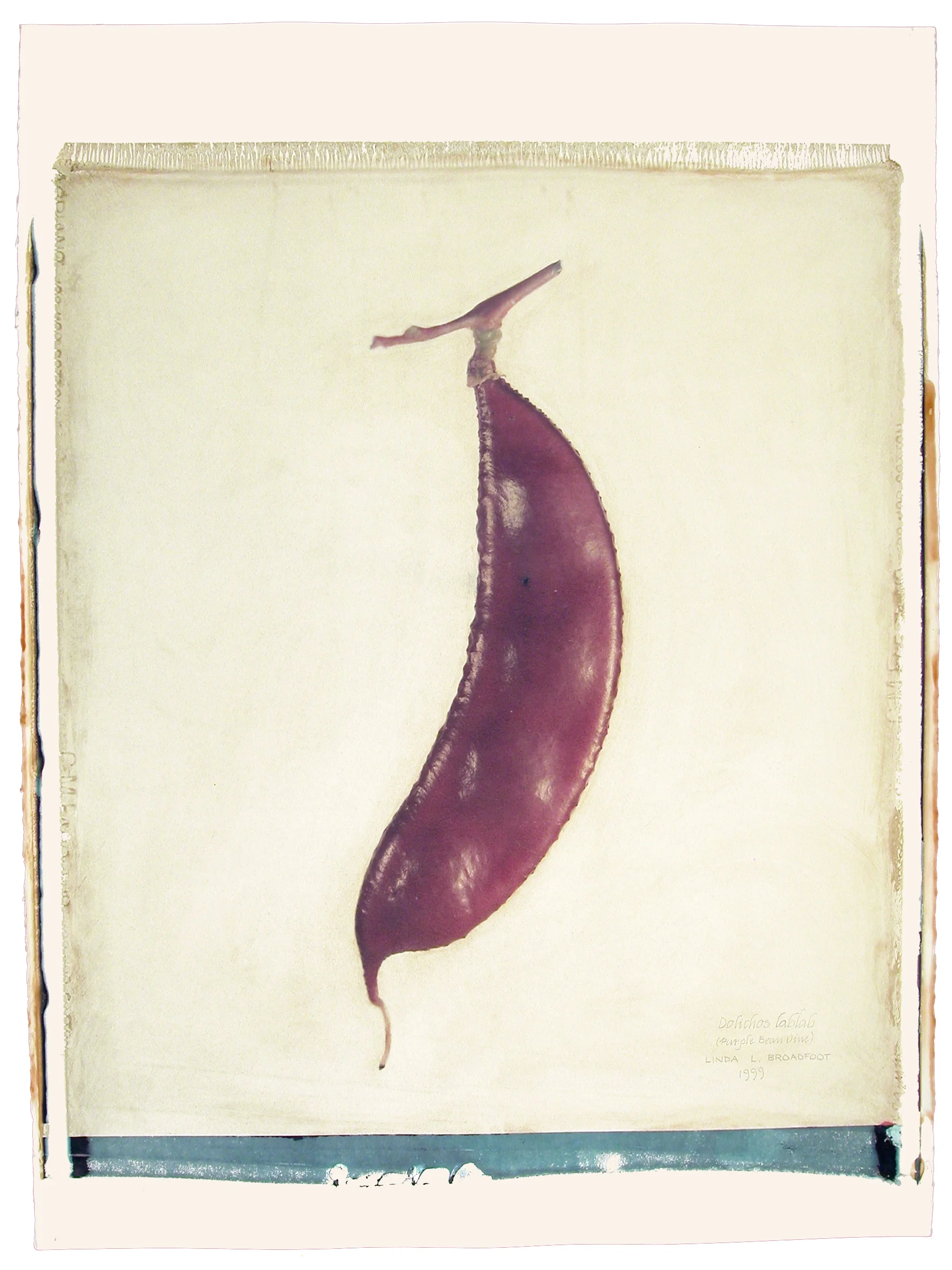Dolichos lablab (Purple Bean Vine), 1999