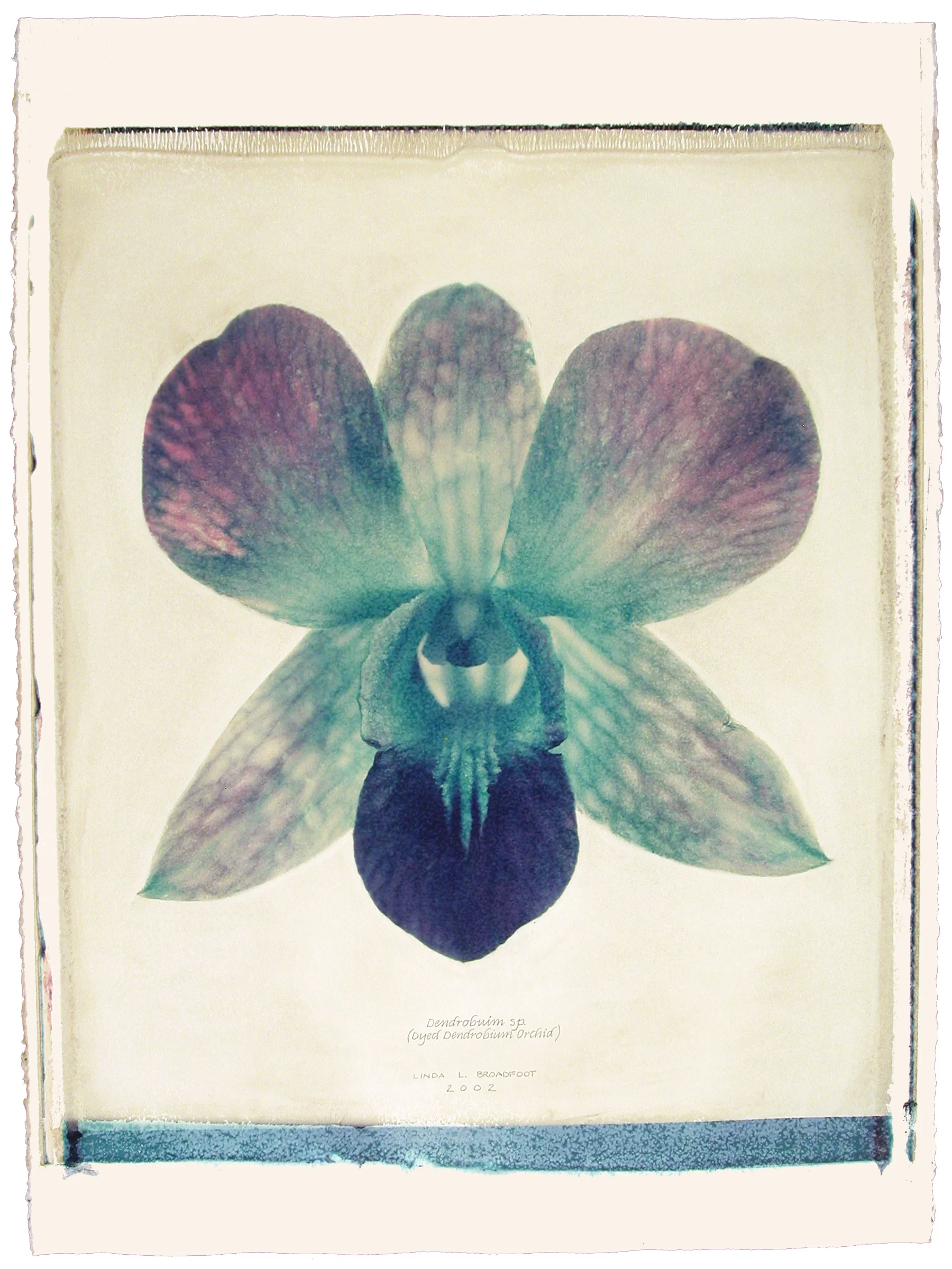 Dendrobium sp. (Dyed Dendrobium Orchid), 2002