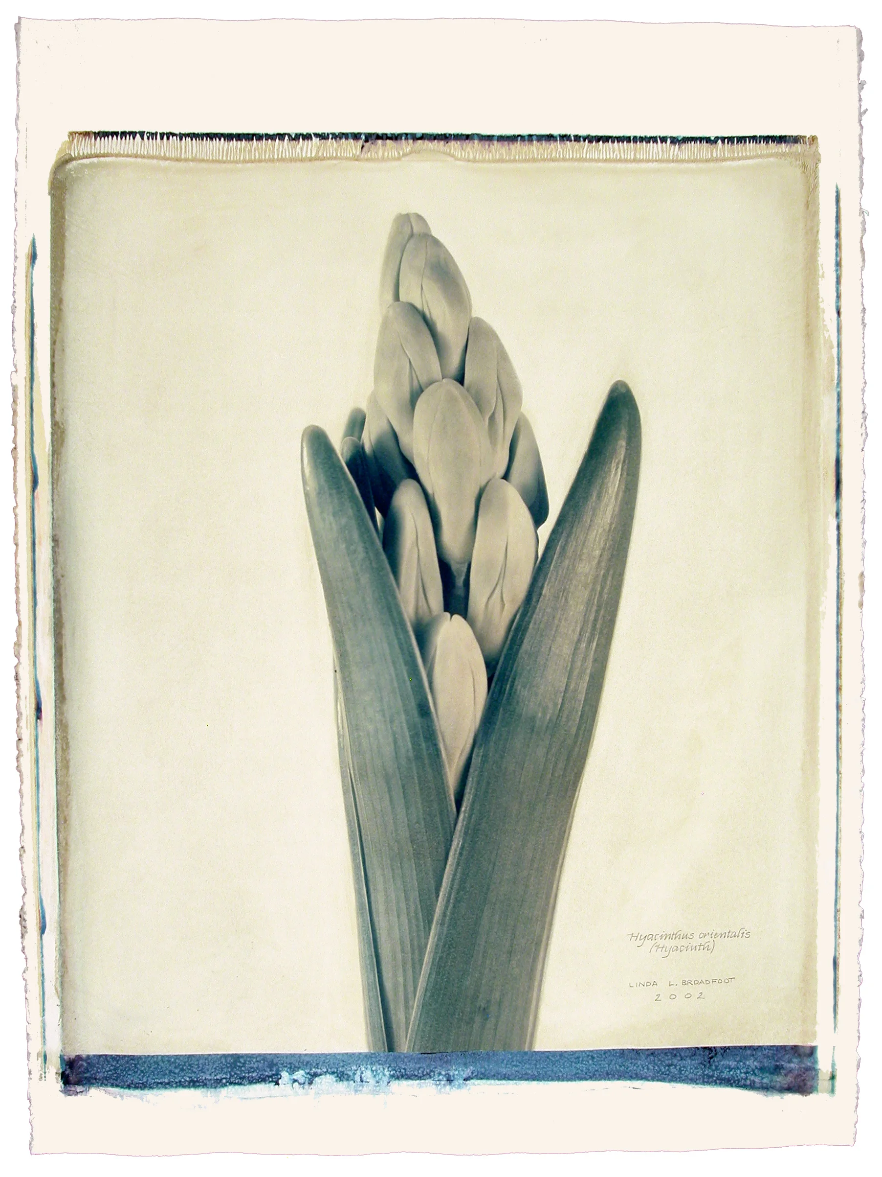 Hyacinthus orientalis (Hyacinth), 2002