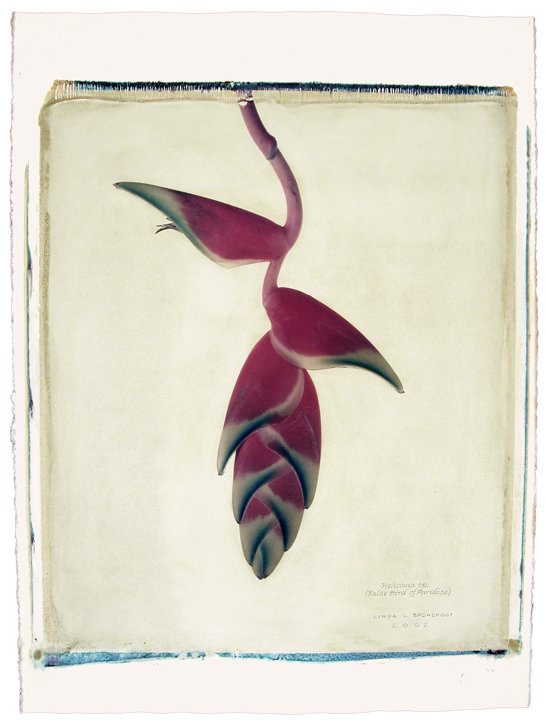 Heliconia sp. (False Bird of Paradise), 2002