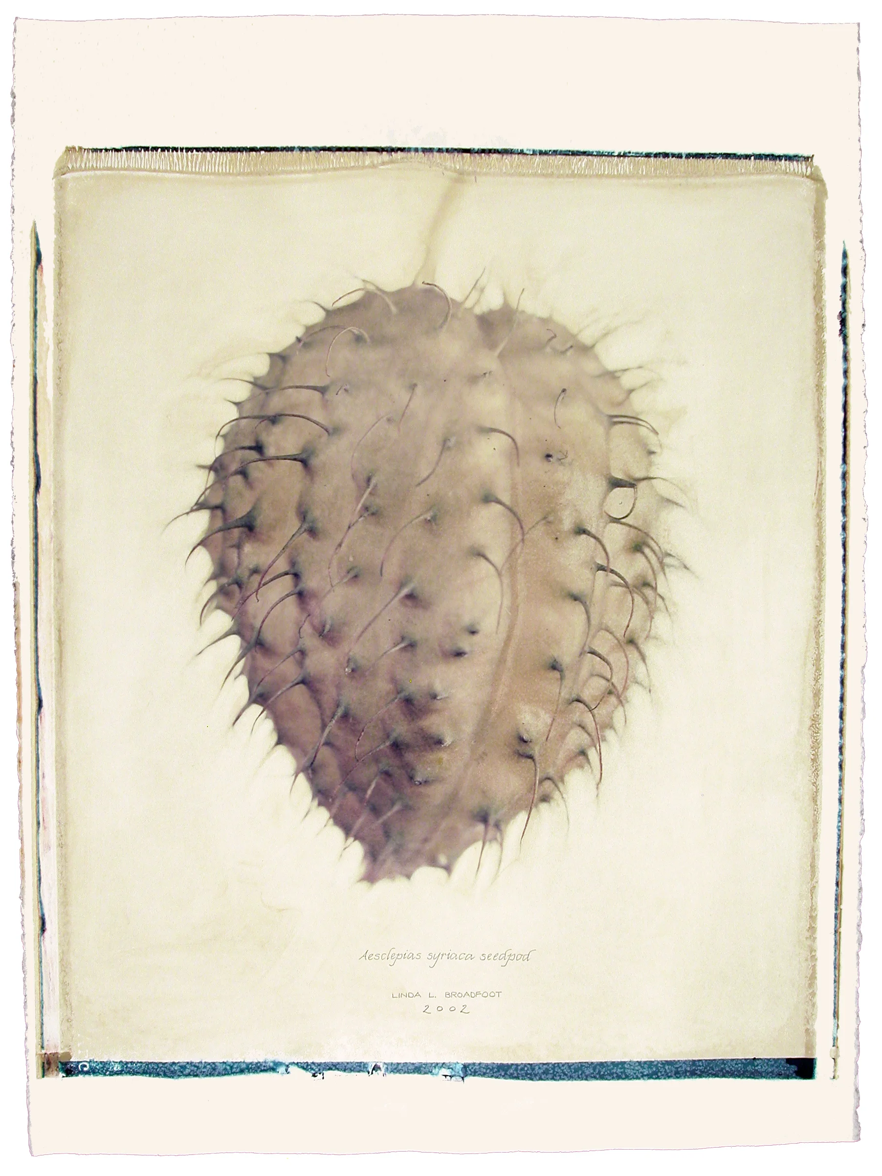 Aesclepias syriaca (Common Milkweed), 2002