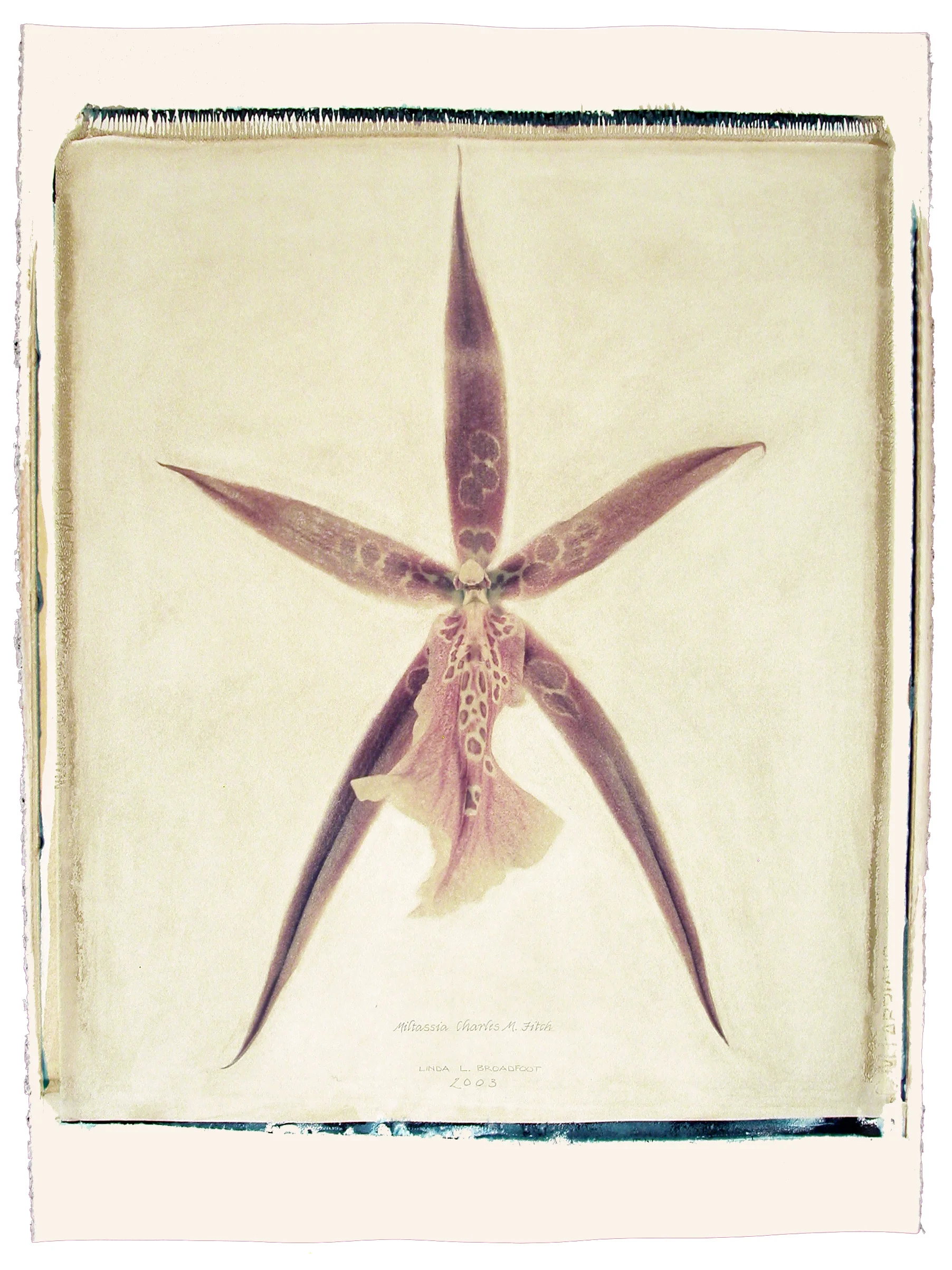 Miltassia (Charles M. Fitch), 2003