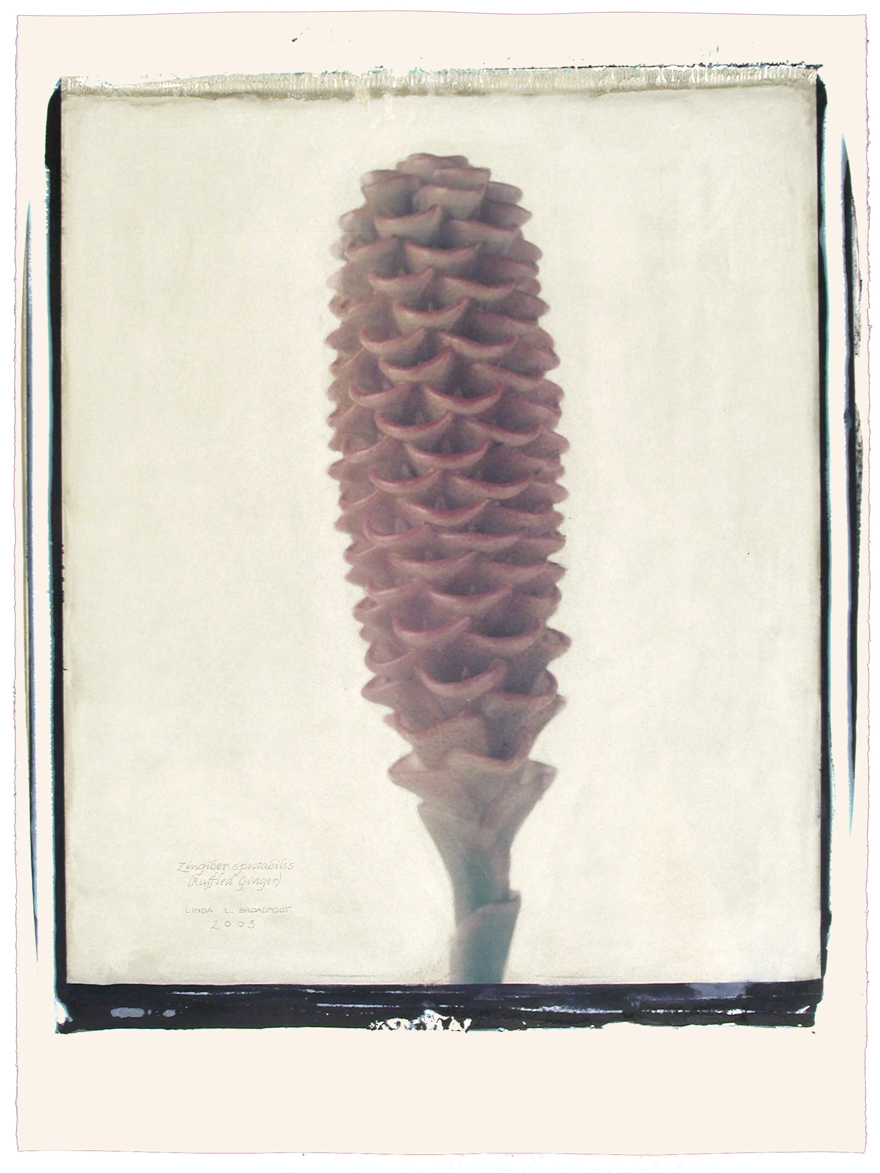 Zingiber spectabilis (Ruffled Ginger), 2003