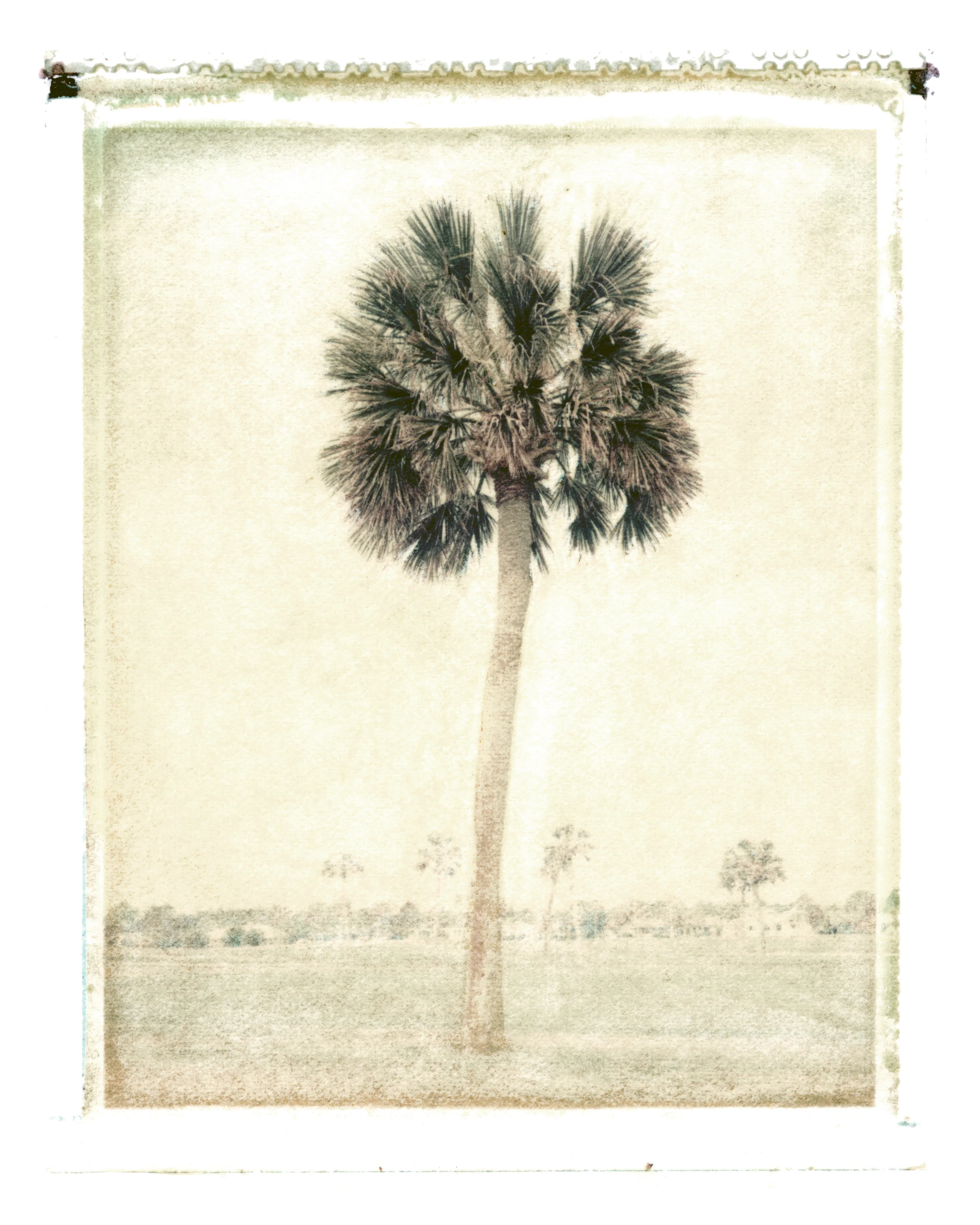 Sabal palmetto Ponte Vedra Beach, Florida, 1994