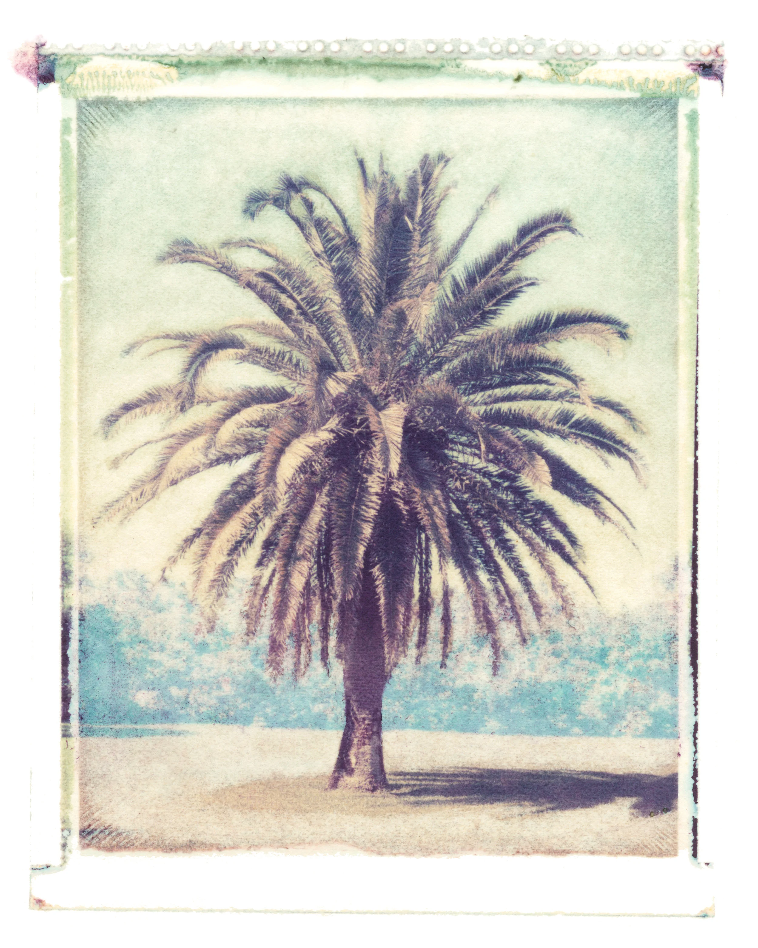 Phoenix canariensis Atlantic Beach, Florida, 1995