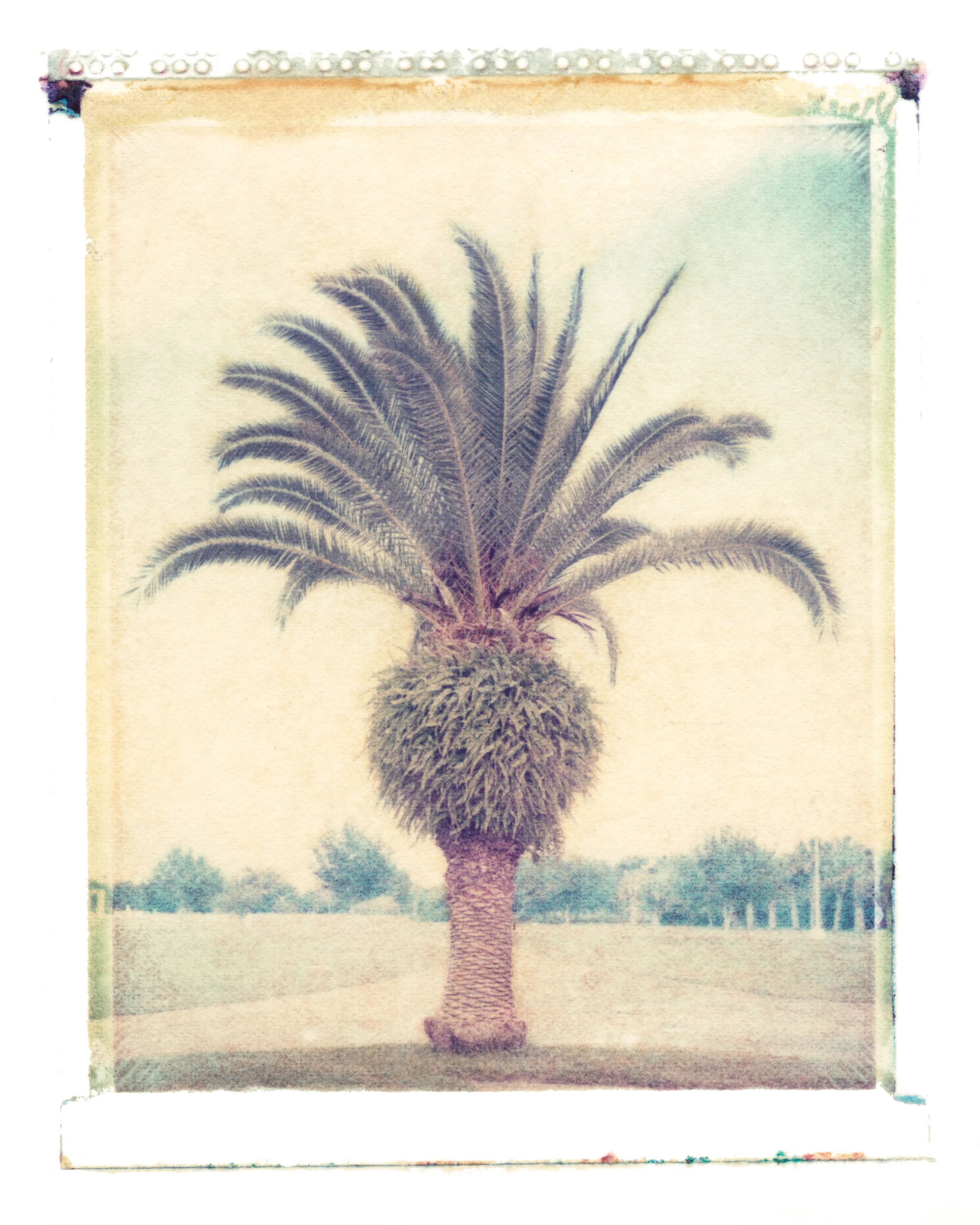 Phoenix canariensis Palmetto, Florida, 1994