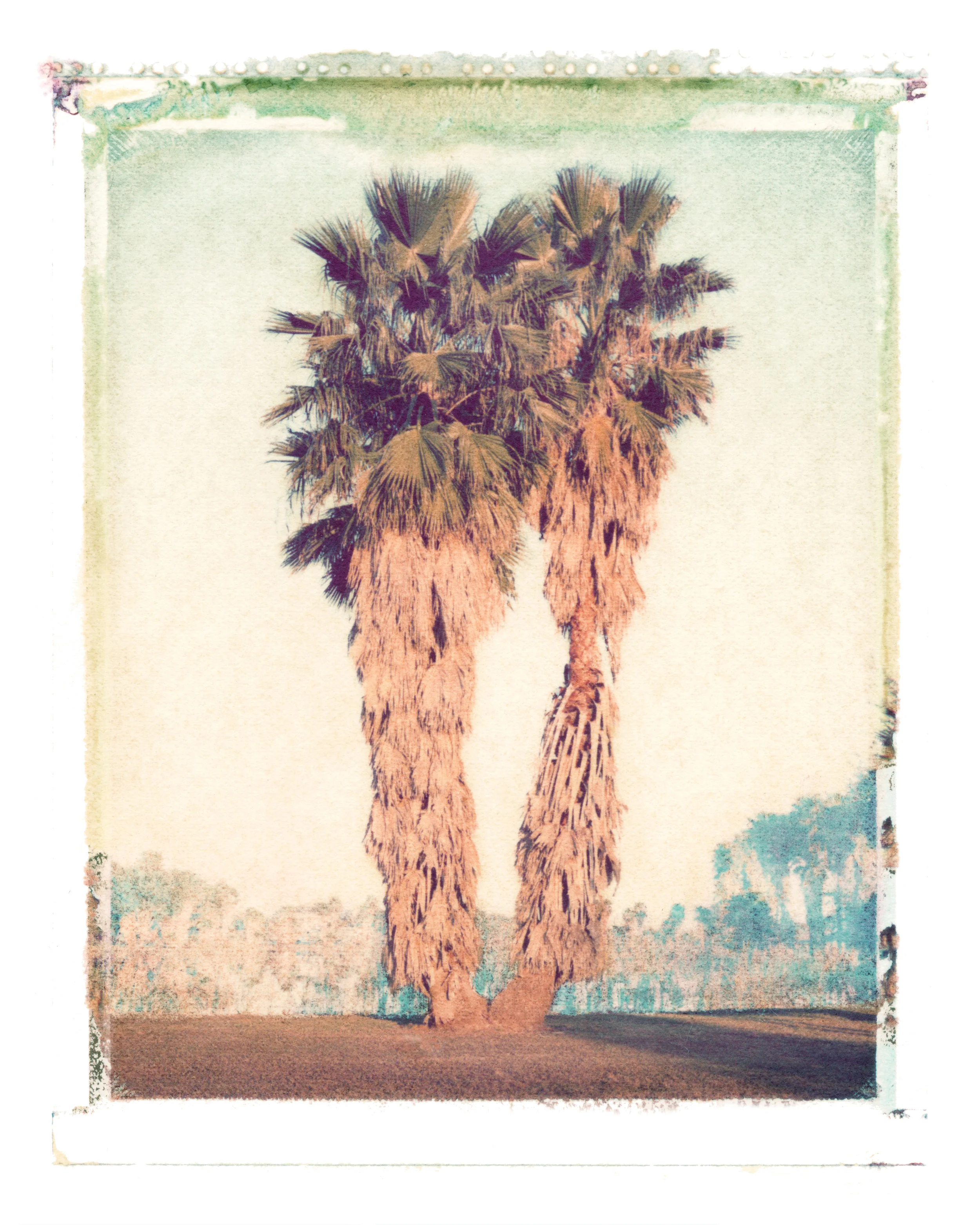 Washingtonia robusta Clewiston, Florida, 1996