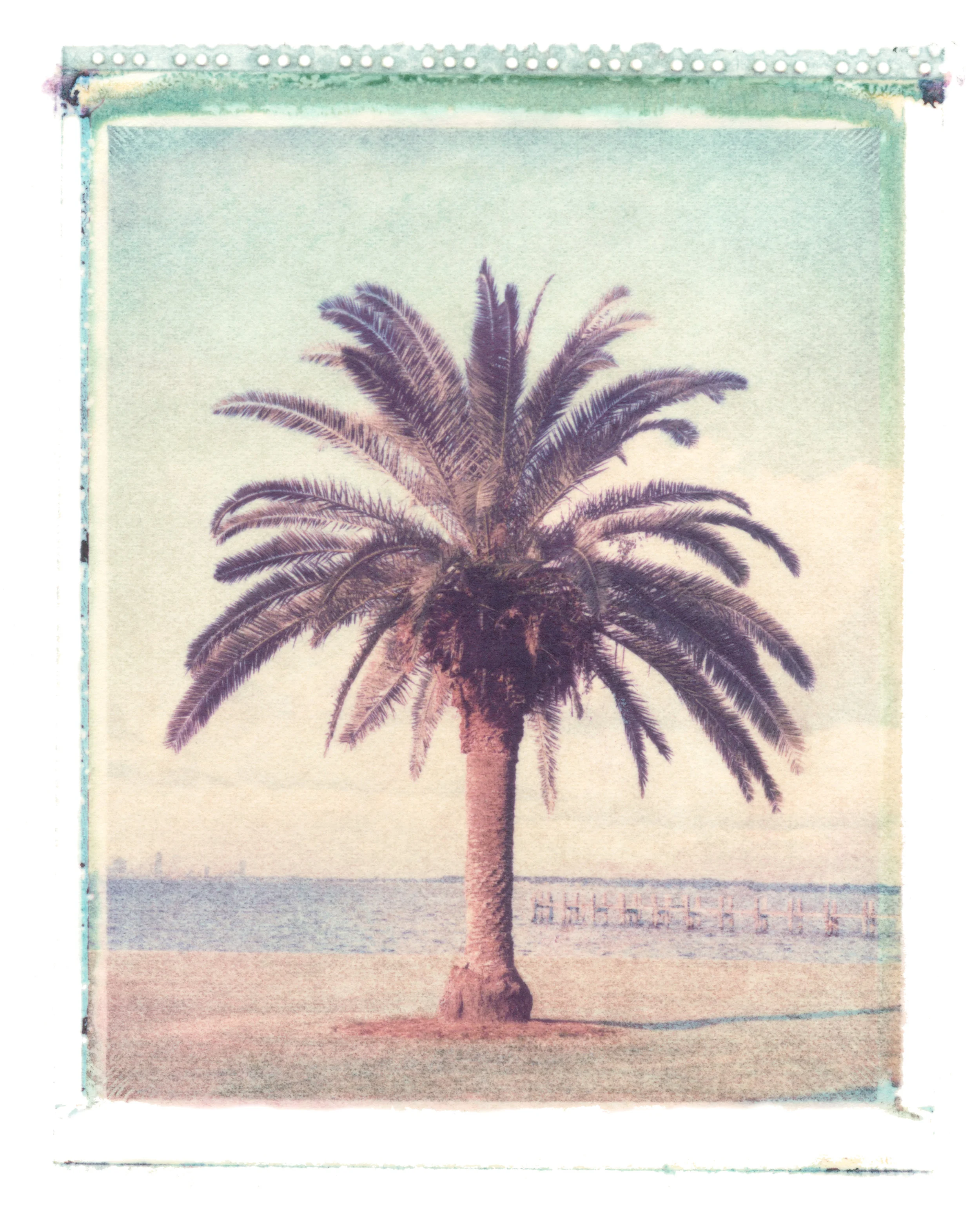 Phoenix canariensis Jacksonville, Florida, 1997