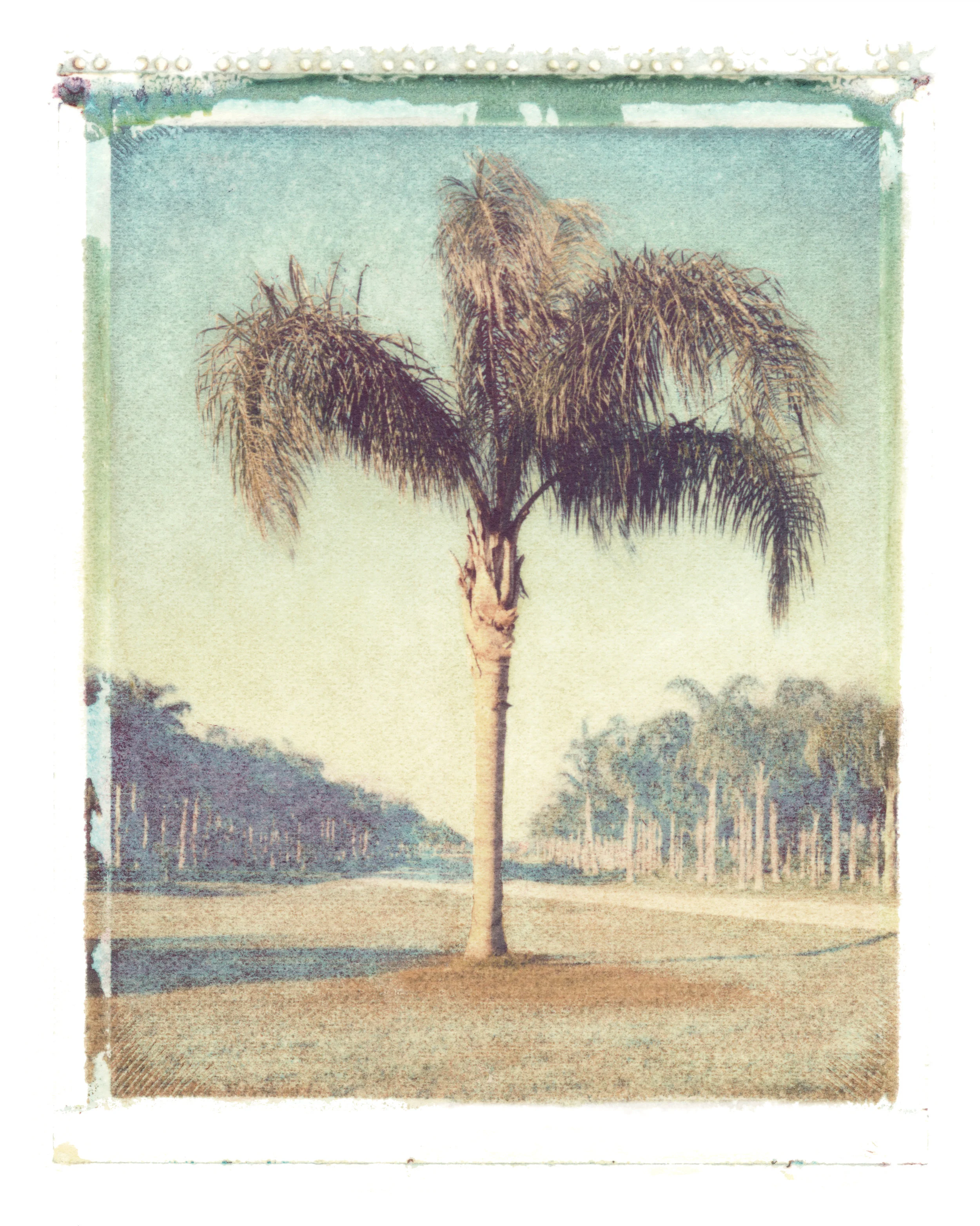 Syagrus romanzoffiana Loxahatchee, Florida, 1996