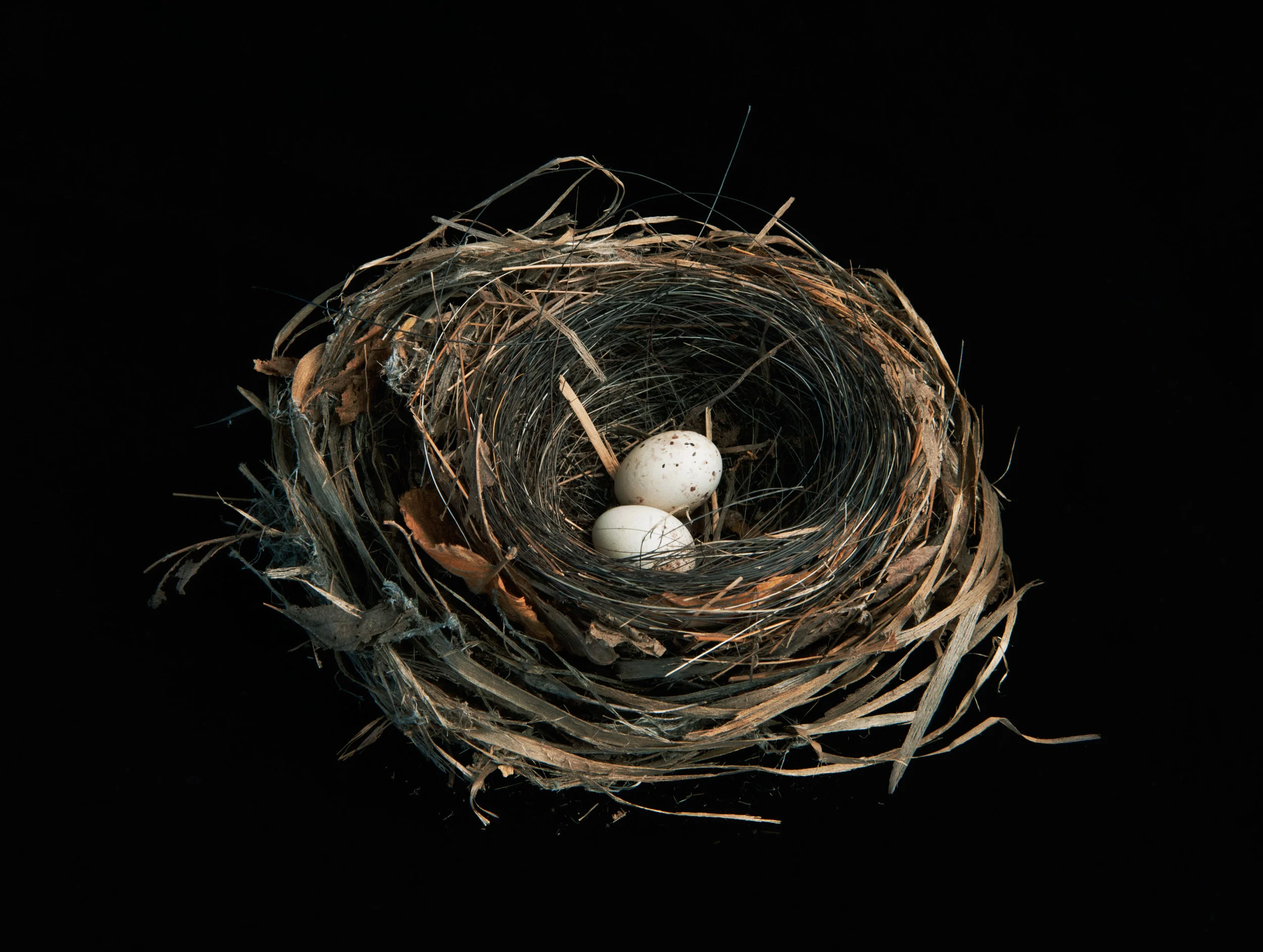 Setophaga ruticilla (American Redstart), 2013