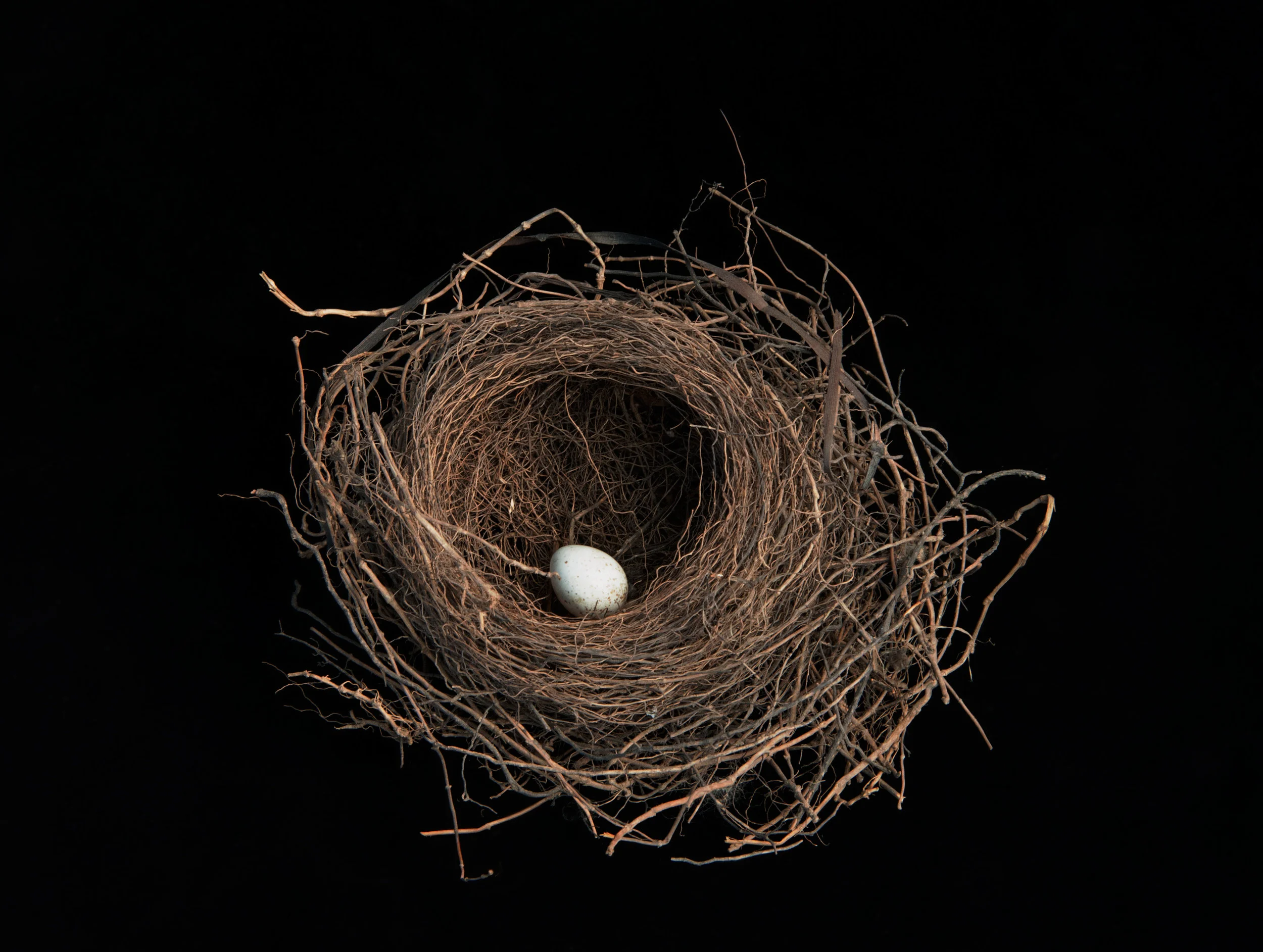Spizella passerina (Chipping Sparrow), 2013