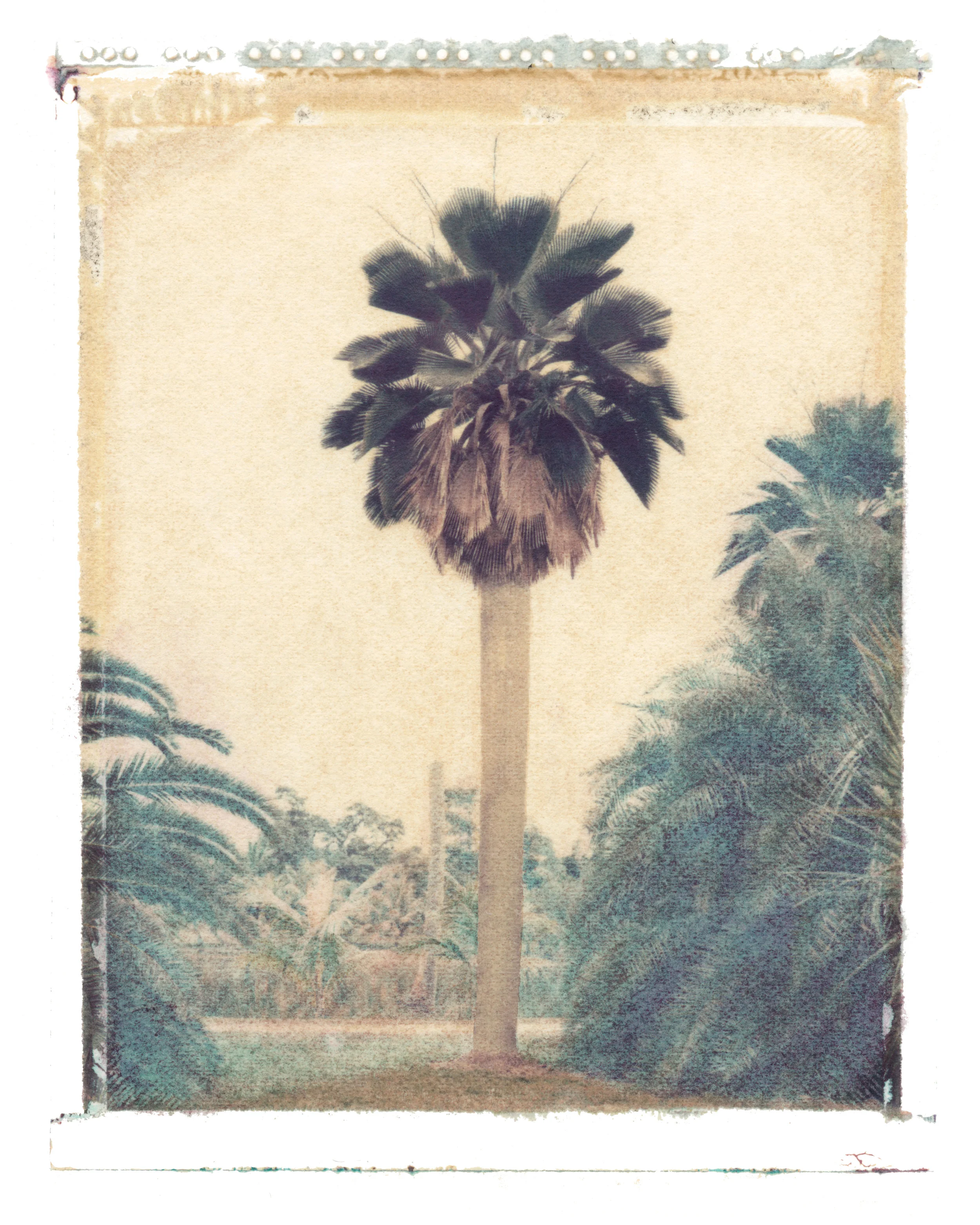 Copernicia baileyana Coral Gables, Florida, 1996