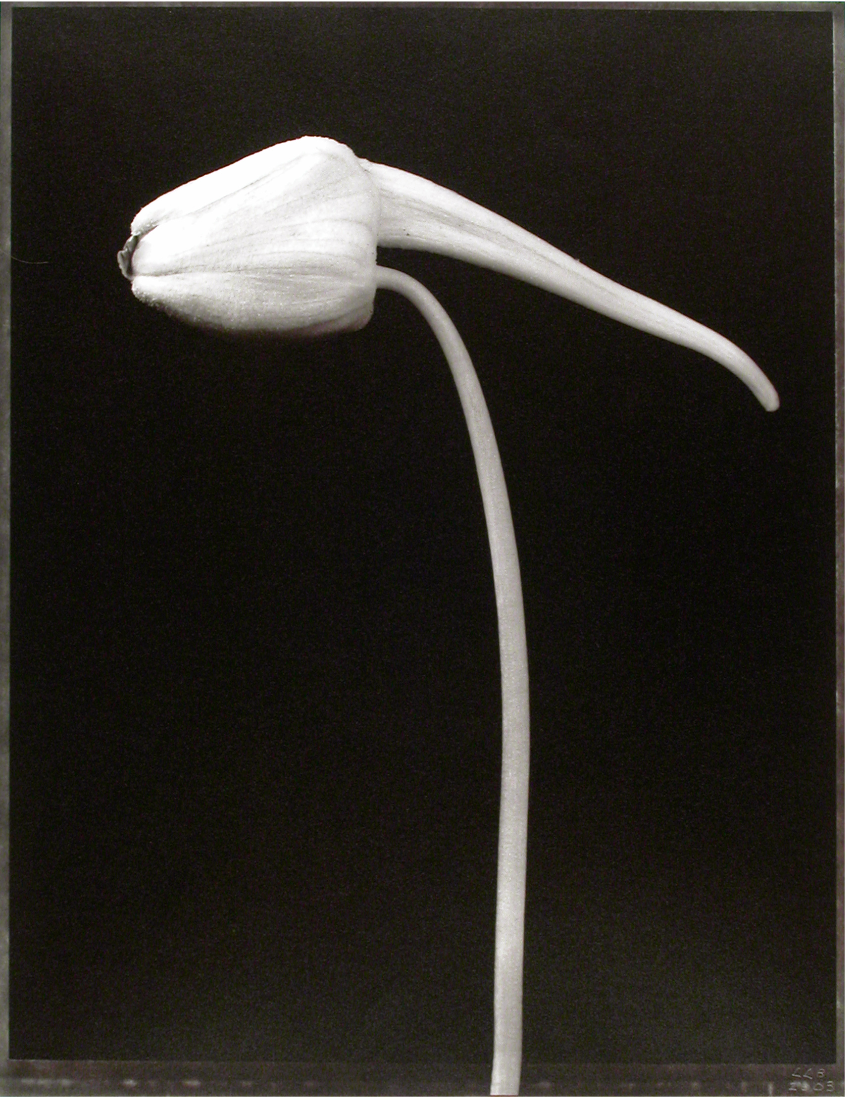 Tropaeolum majus , (Nastertium bud), 2003
