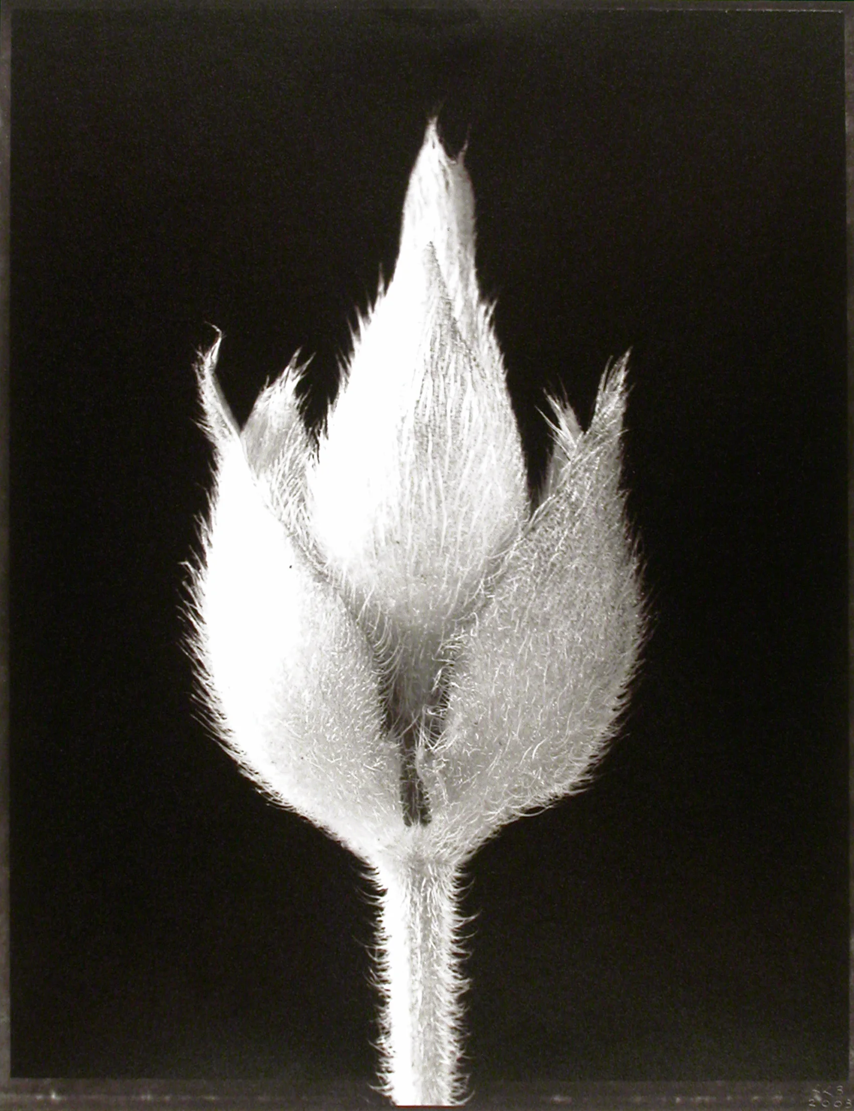 Tibouchina urvilleana , (Princess Flower bud), 2003