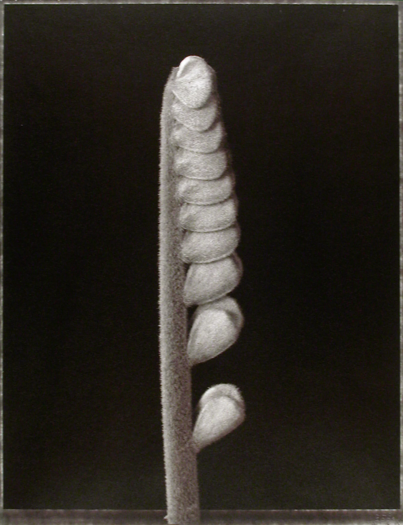 Zamia furfuracea , (Cardboard Palm shoot), 2003