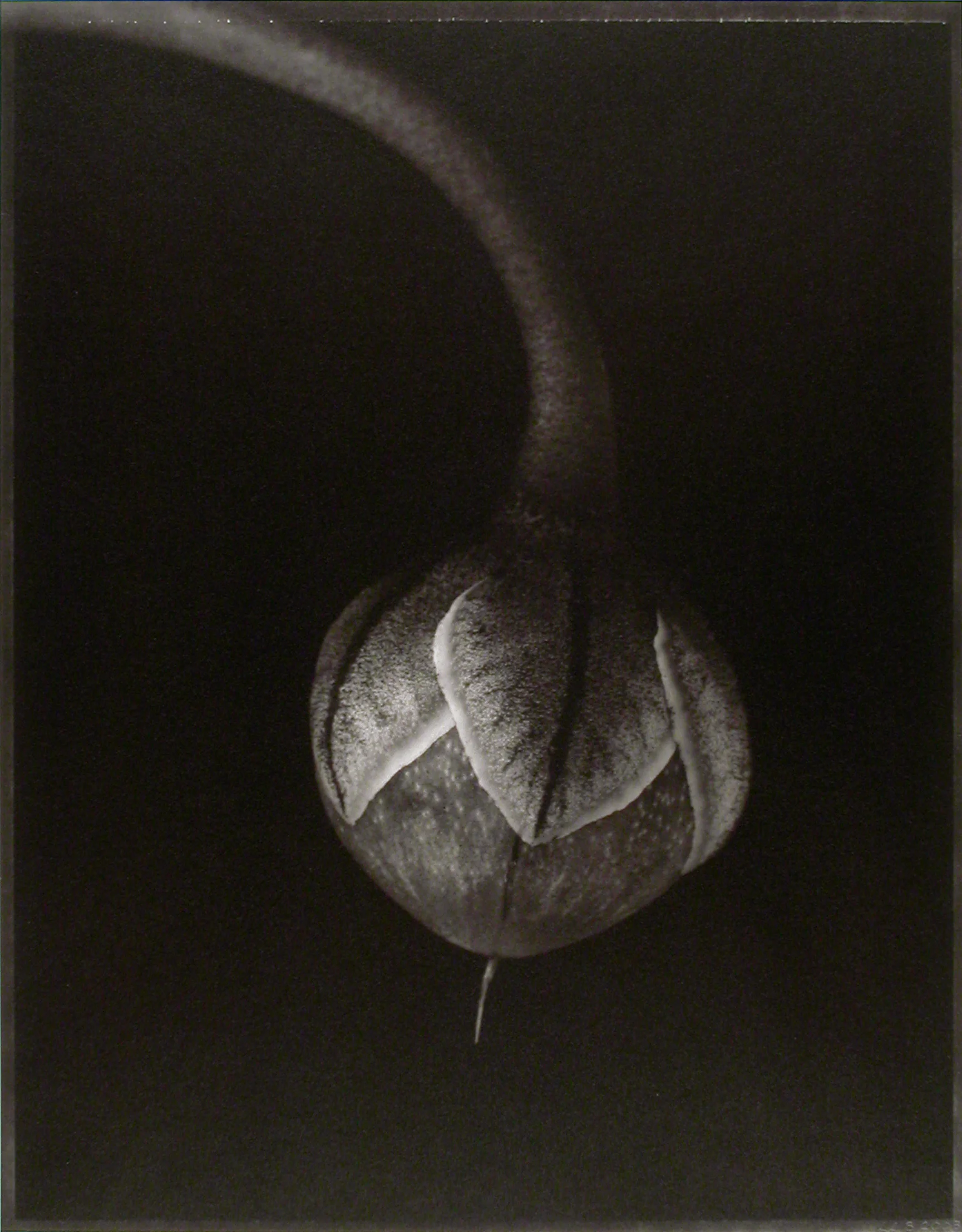 Cyclamen persicum , (Cyclamen seedpod), 2003