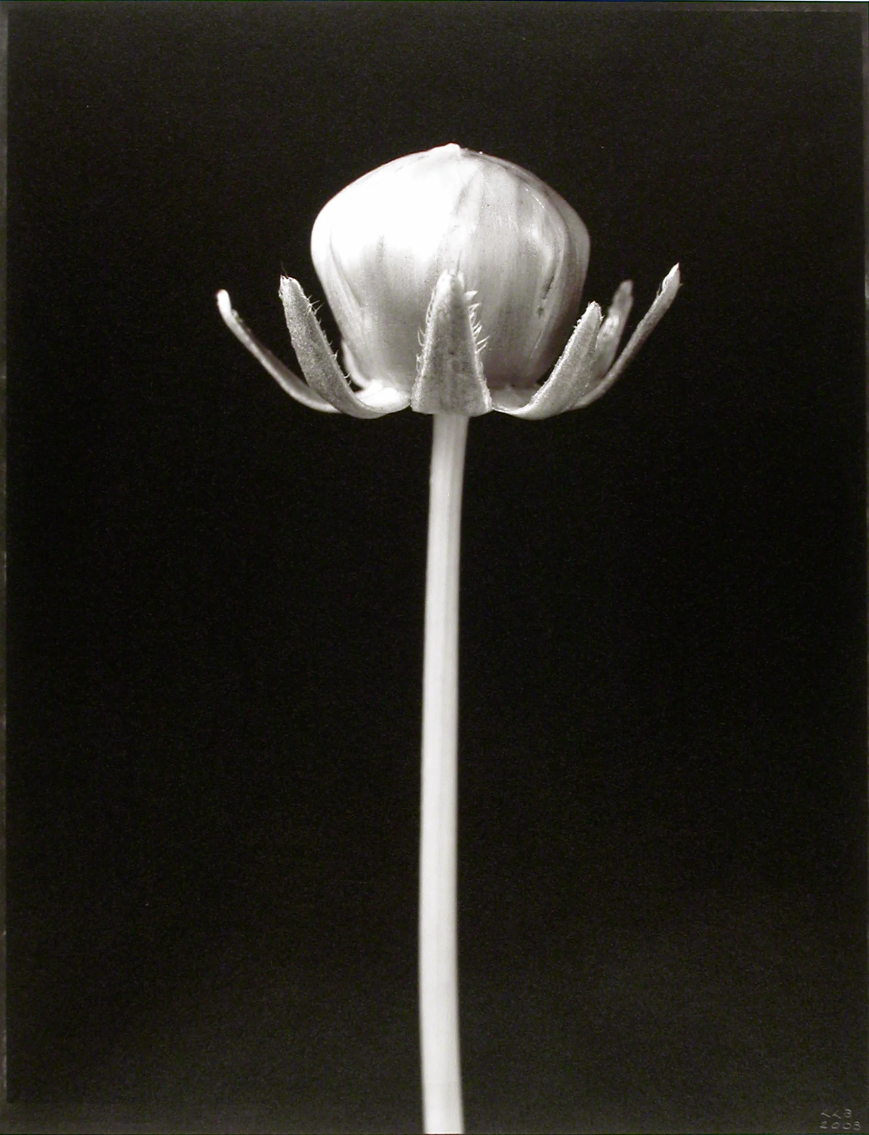 Coreopsis lanceolata , (Coriopsis bud), 2003