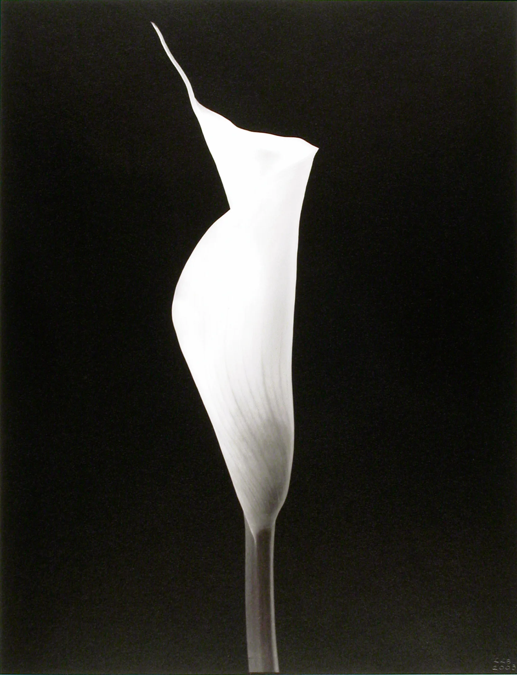 Zantedeschia aethiopica , (Calla Lily bloom), 2003