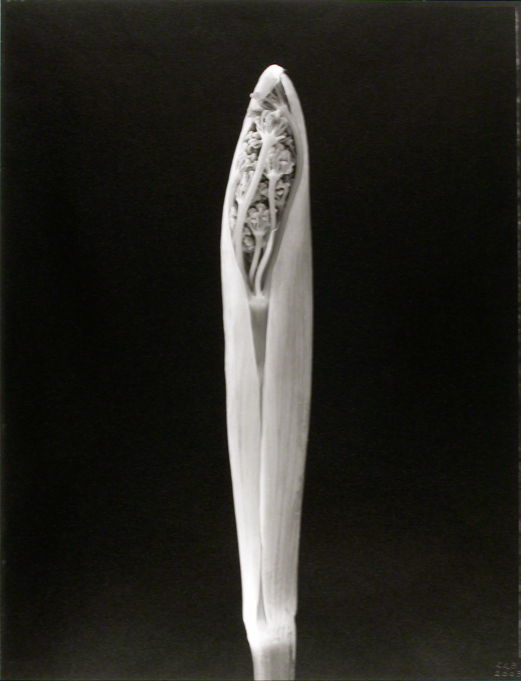 Foeniculum vulgare , (Fennel bud), 2003