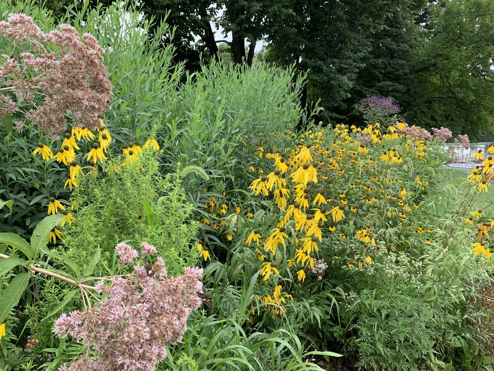 Native Pollinator Garden Design — Mae Marie Organics