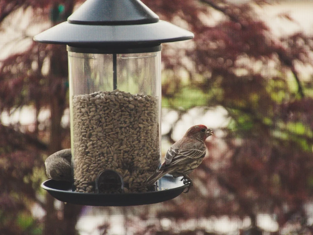 Two birds sitting on birdfeeder (via Pexels)