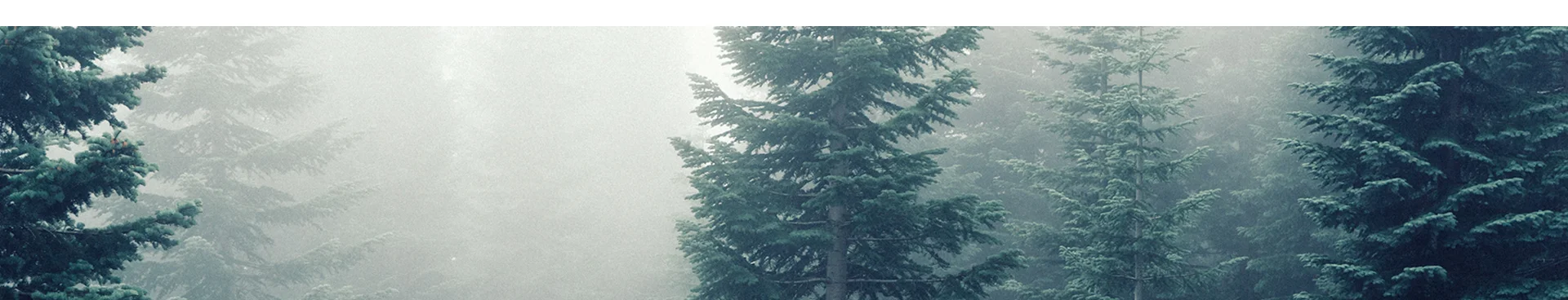 Fir Tree Partners.jpg