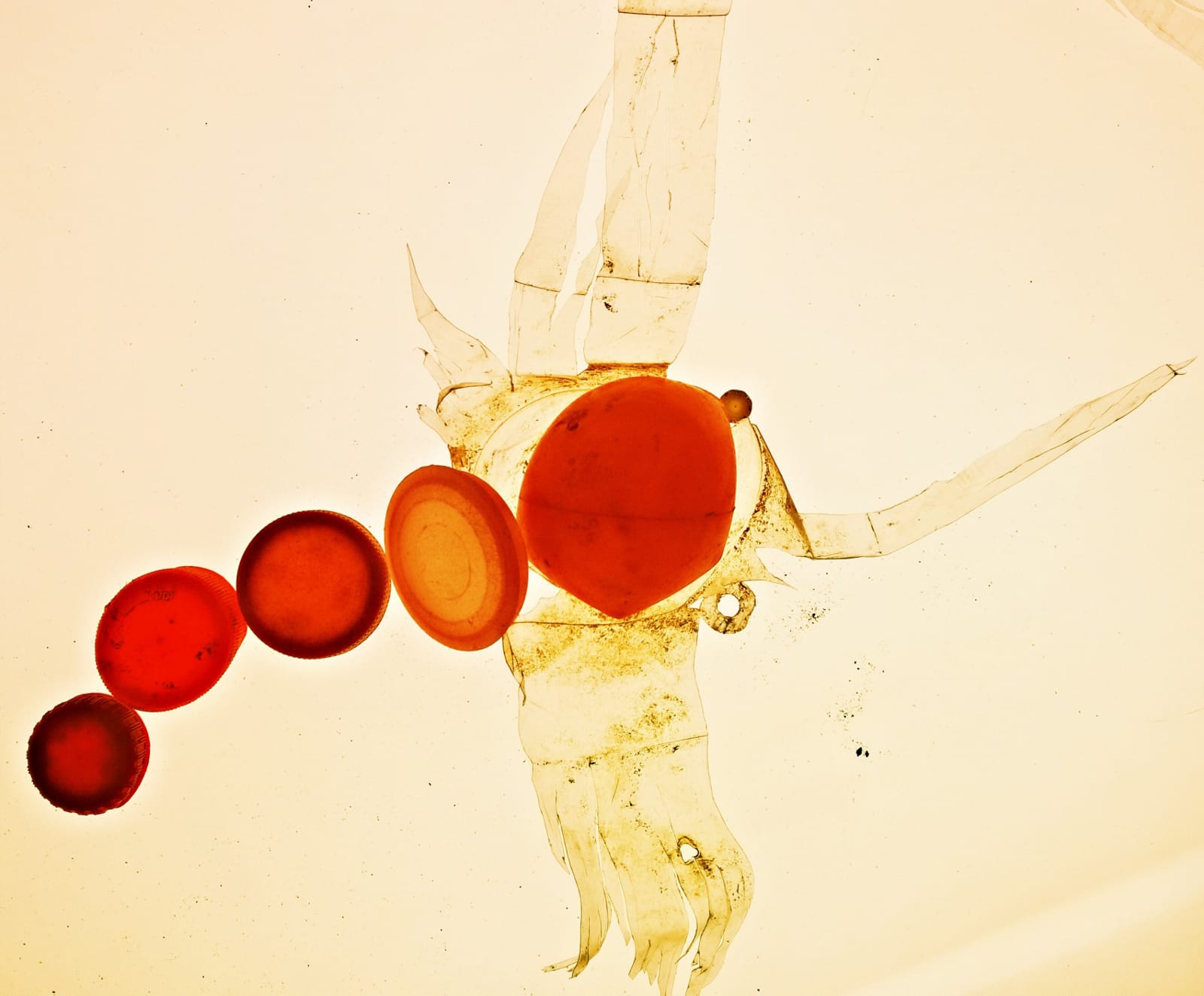 Come and make a planktonic creature like this one, using a lightbox and plastic debris from the banks of The Thames………