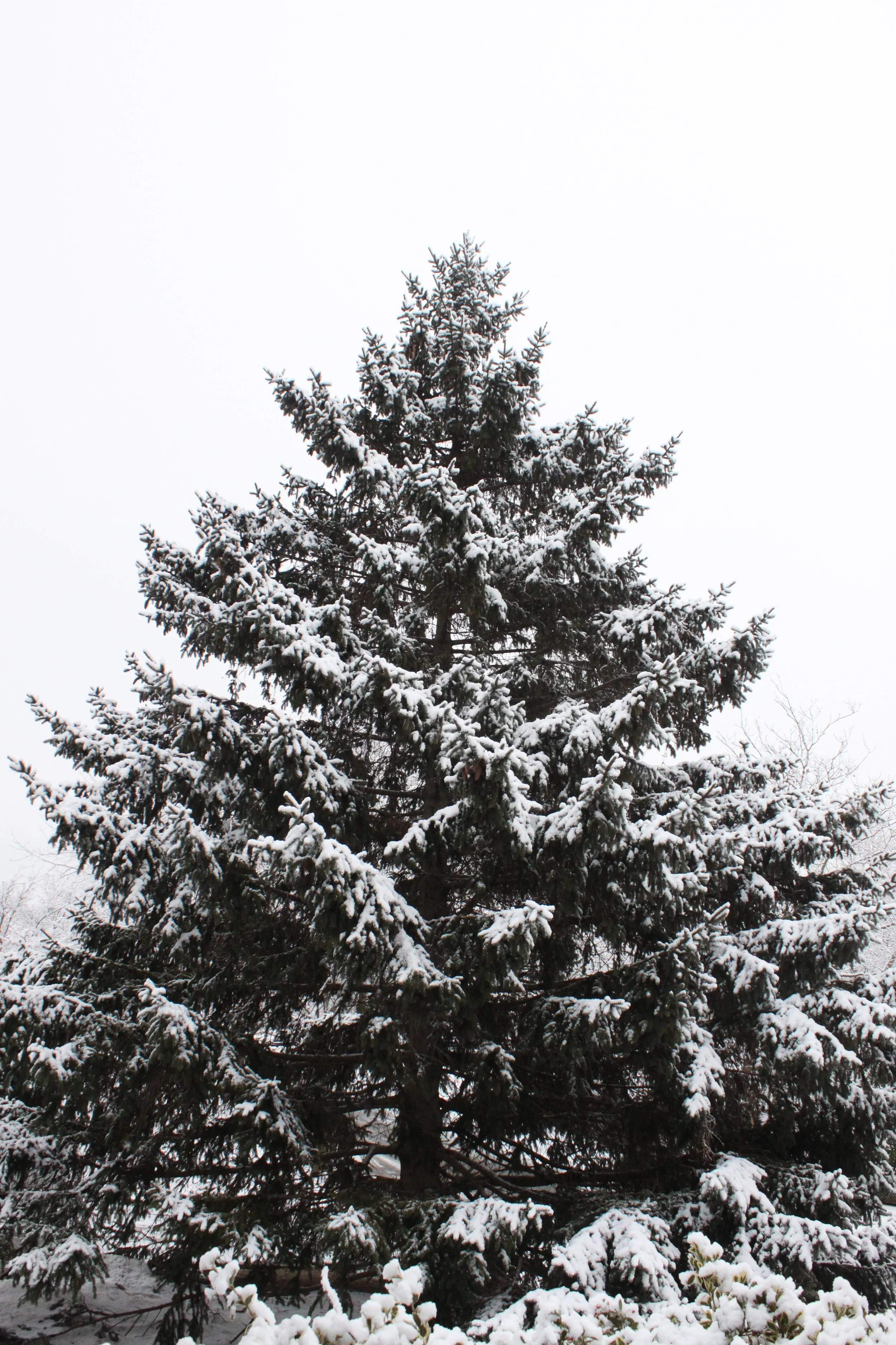 Full Spectrum Macrobiotic Lectures