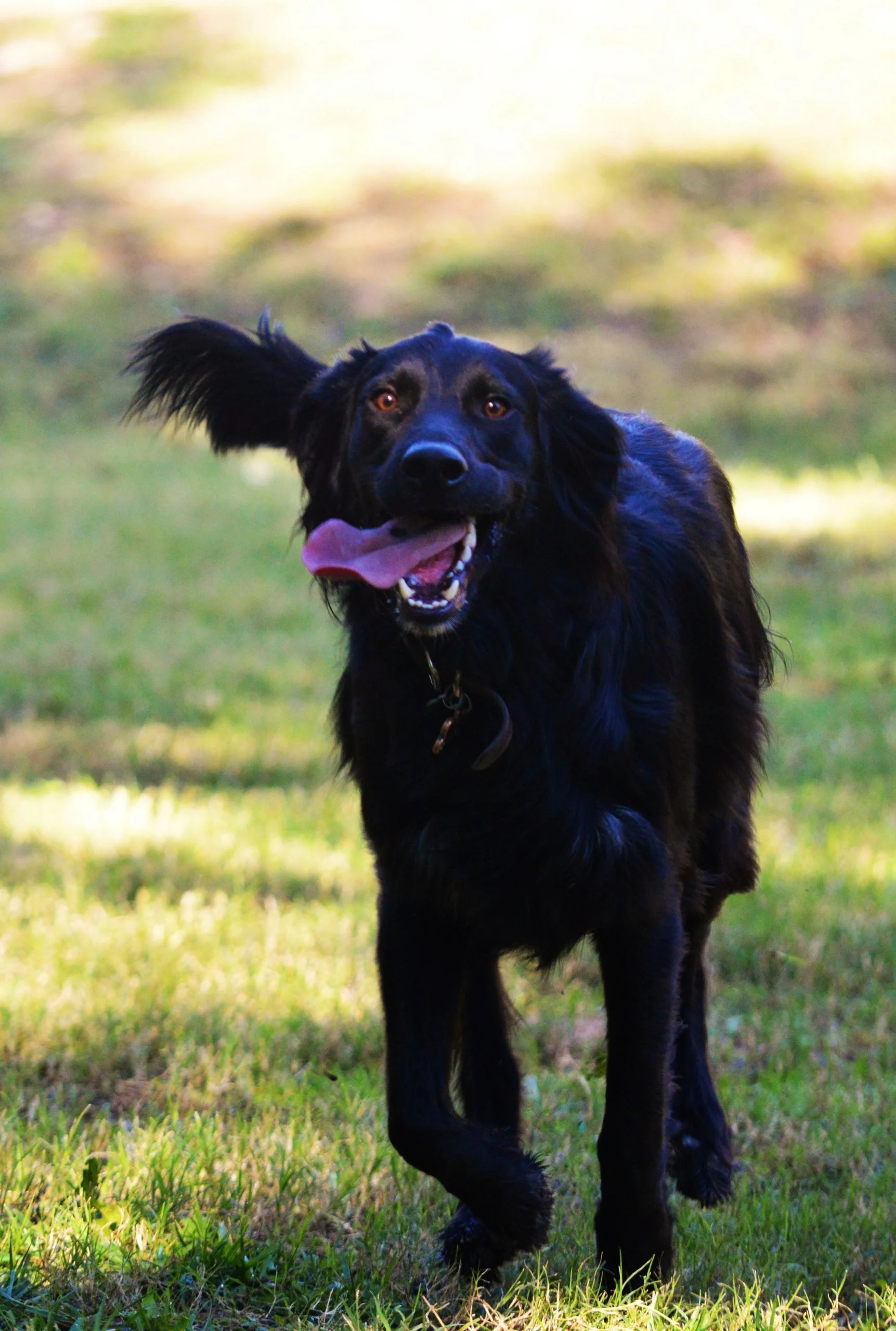 dog.jpg