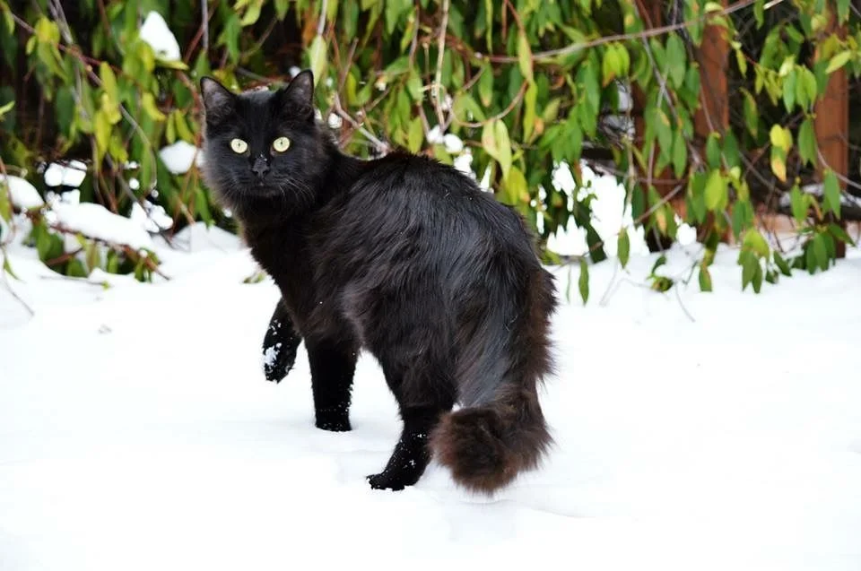 cat.jpg