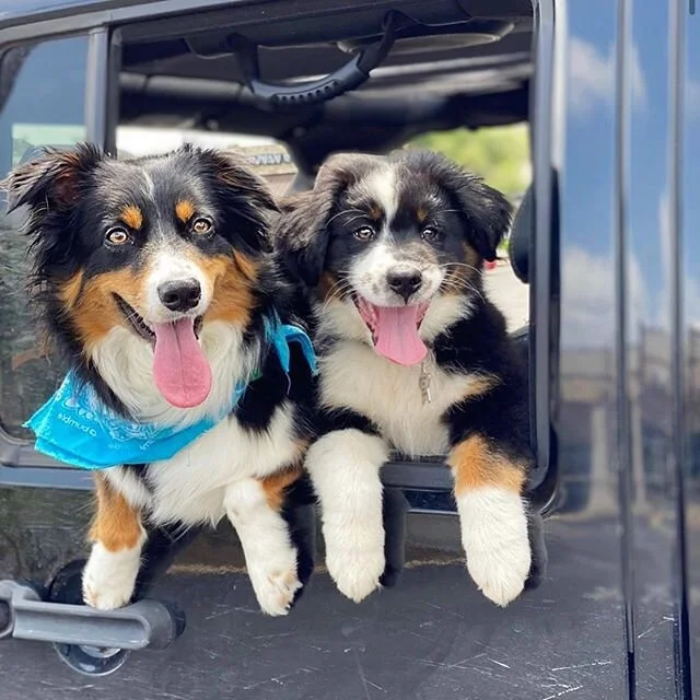 Happy Tongue Out Tuesday, Austin! 📸 @tunk_tales

Follow, tag us and use #dogsaroundaustin and we&rsquo;ll share your T👅T photos on our story!