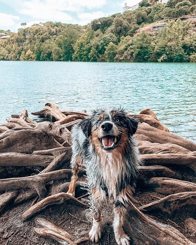 2020 is HEAVY. Here&rsquo;s a happy pup for anyone who needs it.
.
📸 @anselandthefolds
.
Follow, tag us and use #dogsaroundaustin for a chance to be featured.