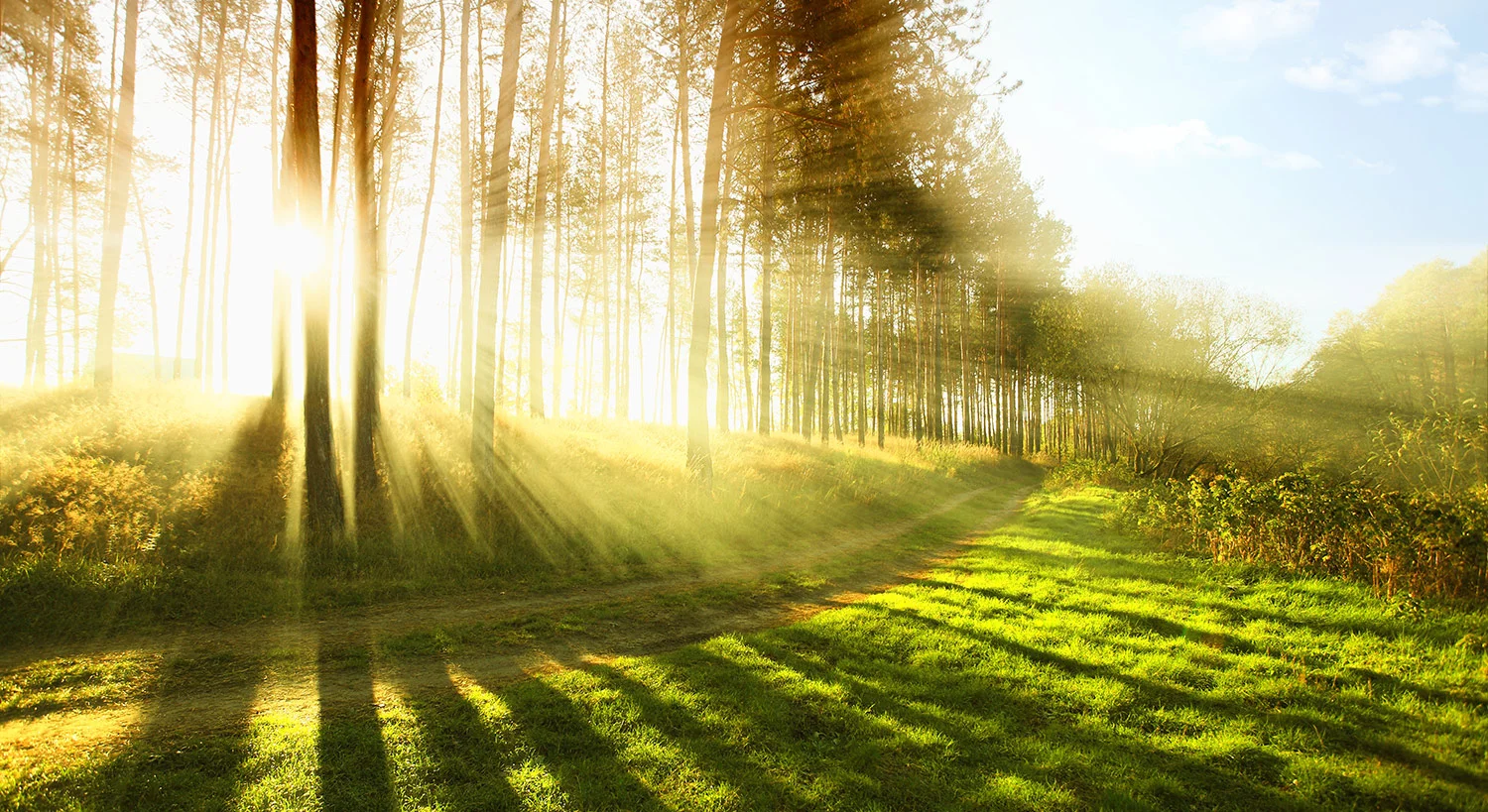 Bright-Sun-through-trees.jpg