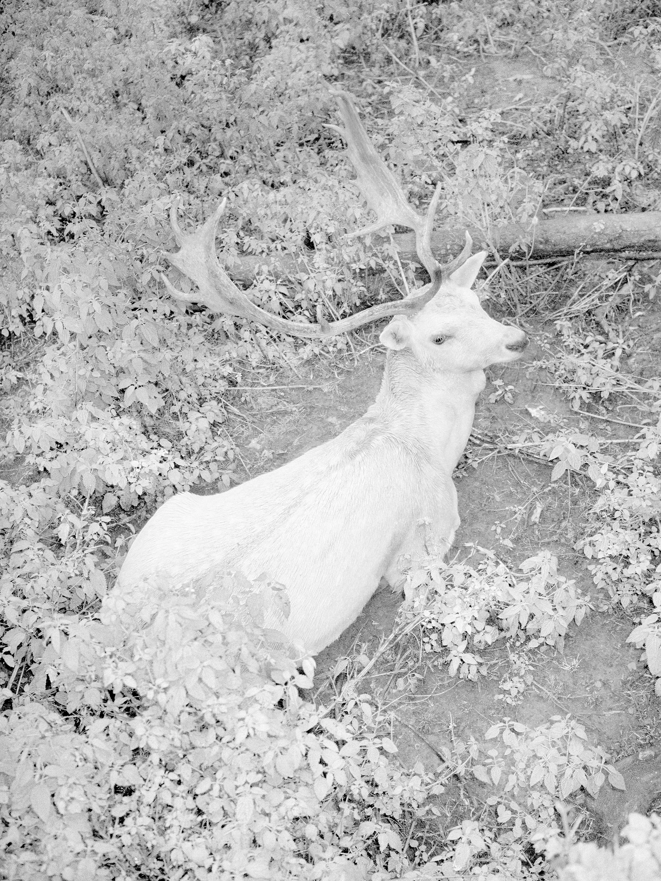Deer.jpg
