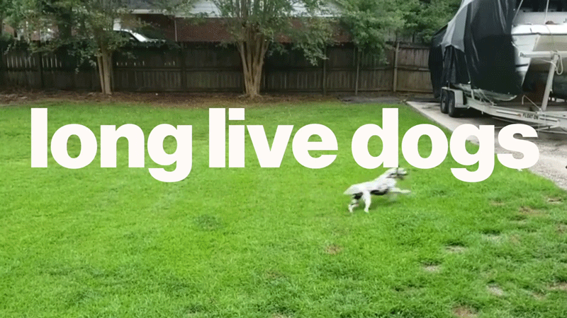 lld.gif
