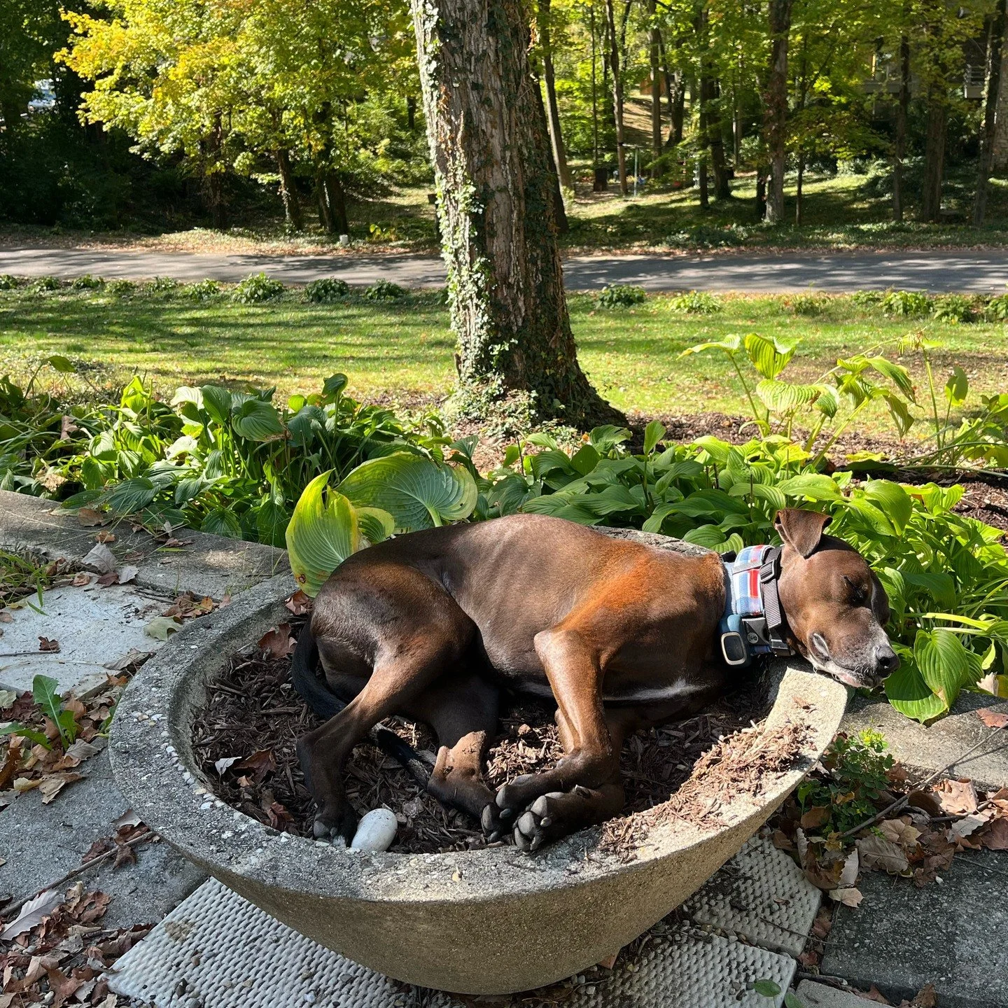 Give a dog a flower pot and all is right in the world.