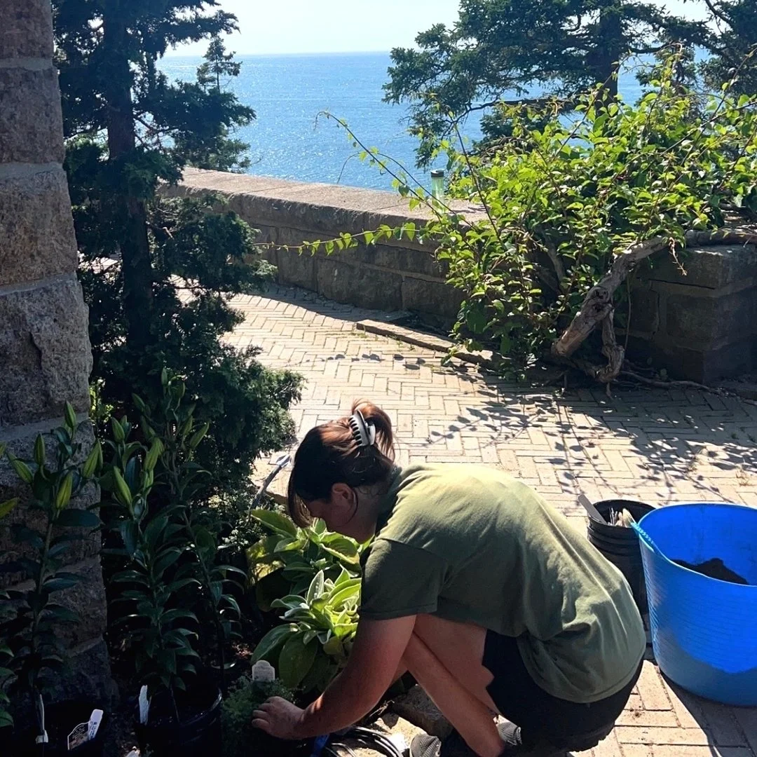 These hot humid days won&rsquo;t hold us back from implementing new garden designs✨ Exciting things coming along!!

We&rsquo;re at a unique stage in the season where plants are bone dry yet the air is humid and moist. Perfect conditions for slugs, sn