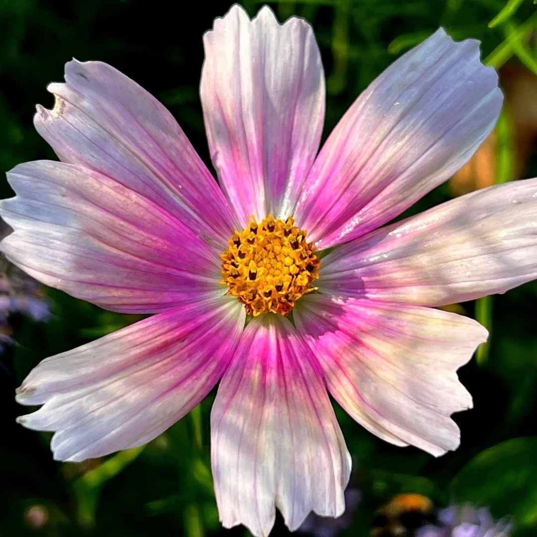 We hope you&rsquo;re enjoying the colors of an August garden as much as we are! 🌈🌸

#august #flowerfarmer #gardener #flowergardener #midsummergardens #gardendesign #landscapedesign #flowerfarm #brightblooms