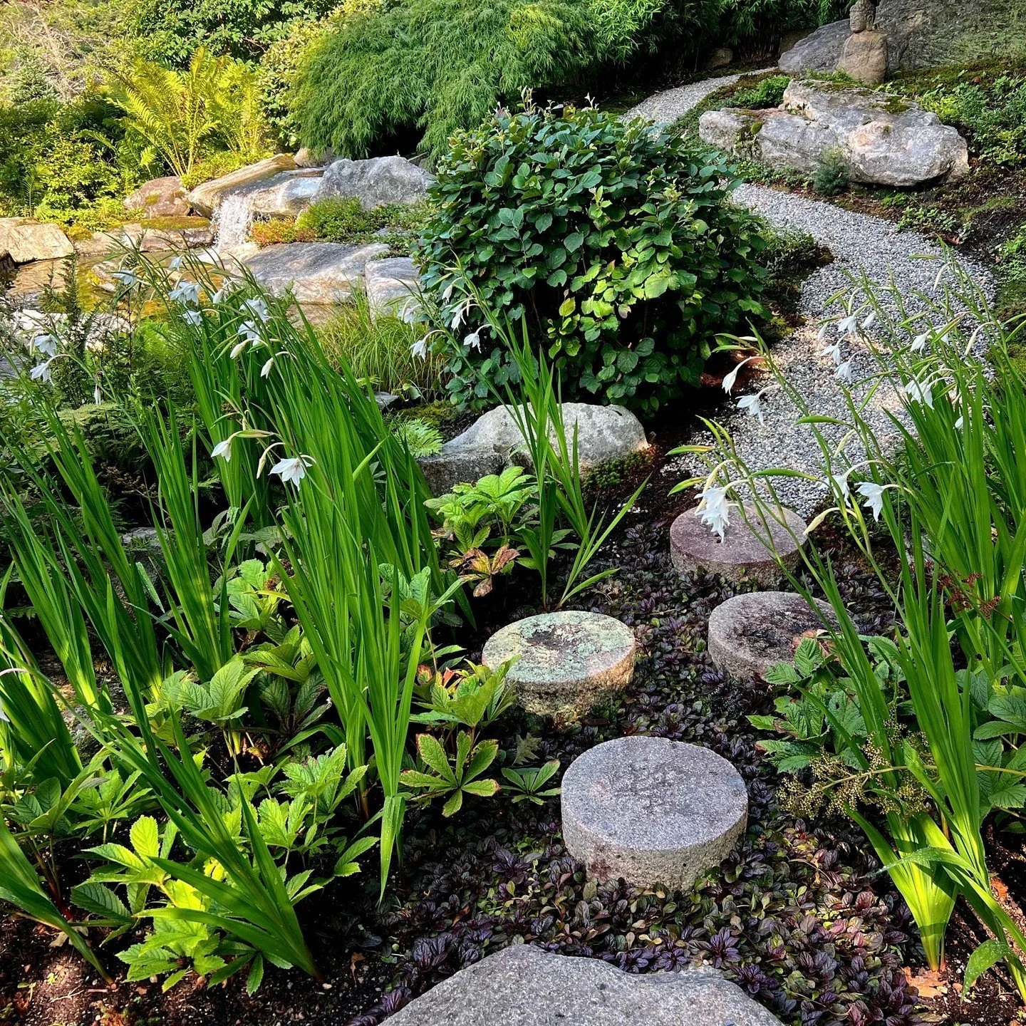 Such a magical flow in this section of the garden. In the spring Ajuga blooms giving a water like effect as you step over the circle stones, next your Rodgersia which offers amazing structure and texture, then lastly your Acidathera in late summer wi