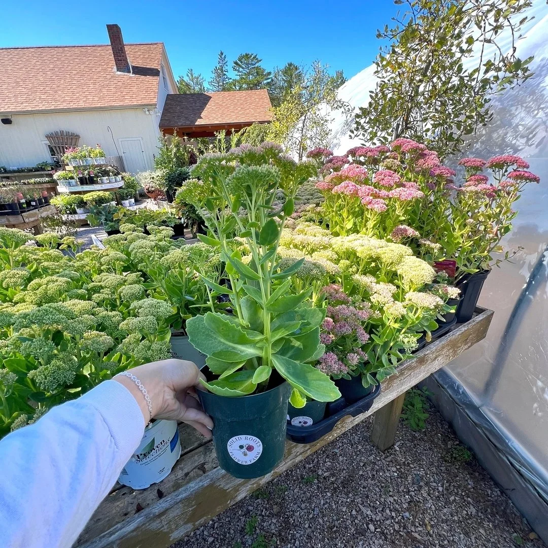 While making our weekly rounds at @frostfarmsgardencenter we found some of our very own grown perennials. We propagated hundred&rsquo;s of Sedum &lsquo;Autumn Joy&rsquo; this season from just a few plants. We can&rsquo;t wait to continue growing and 
