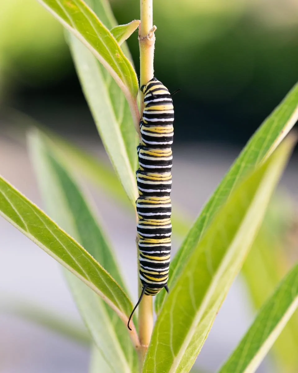 This year we&rsquo;re excited to welcome some really cool visitors to our flowers! Along with our usual busy bees, we&rsquo;ve discovered monarch caterpillars making themselves at home on our plants. 🐝🦋 It&rsquo;s been amazing to watch these tiny c