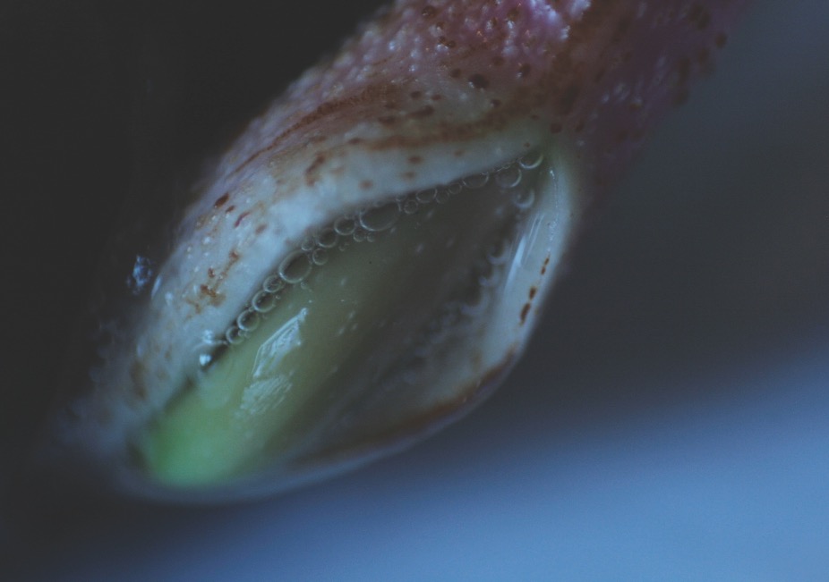 Chestnut Seedling Poster 15
