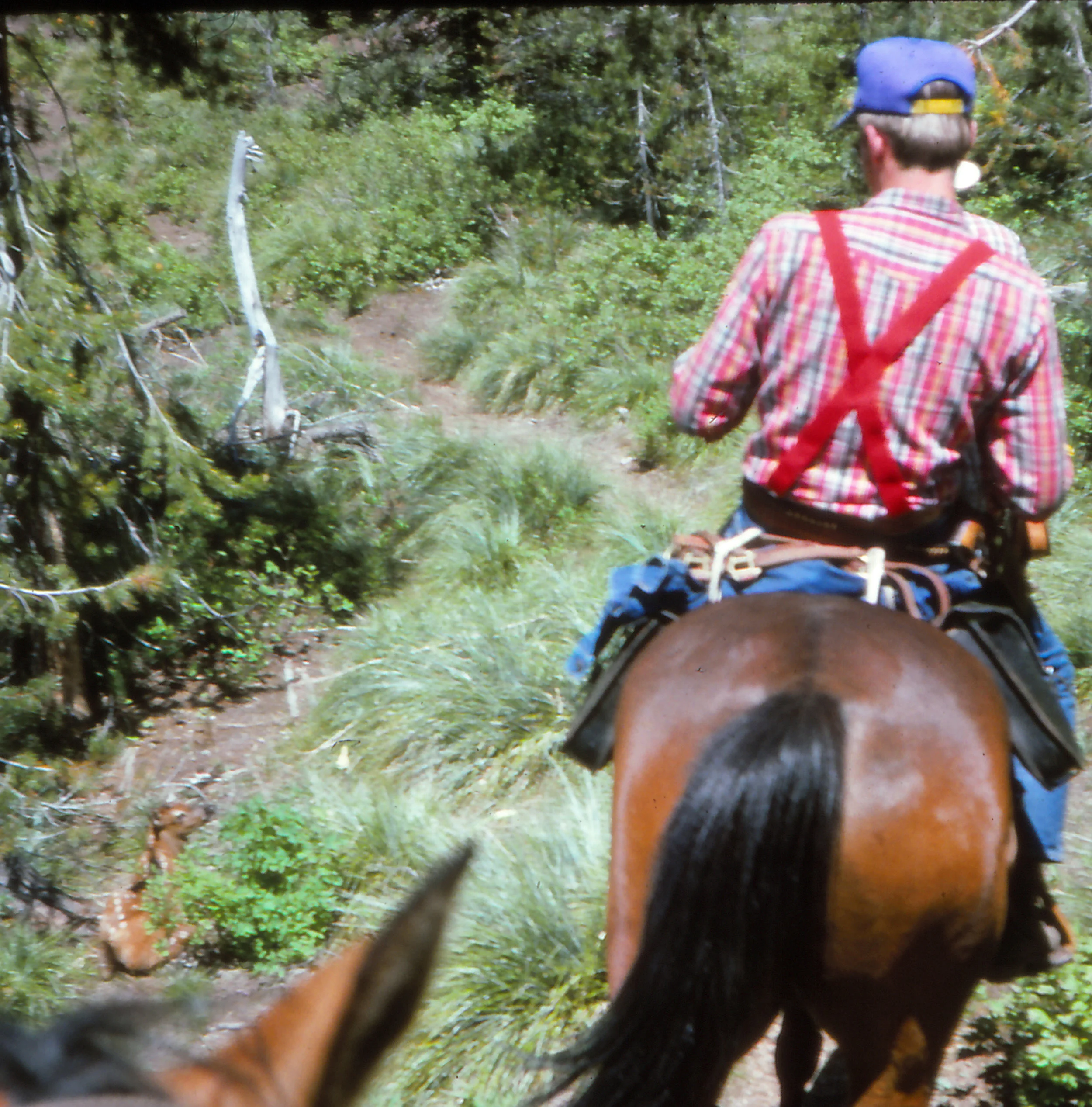 When you found elk calves along the trail in Idaho’s Clearwater backcountry you knew there were likely to be bears nearby.