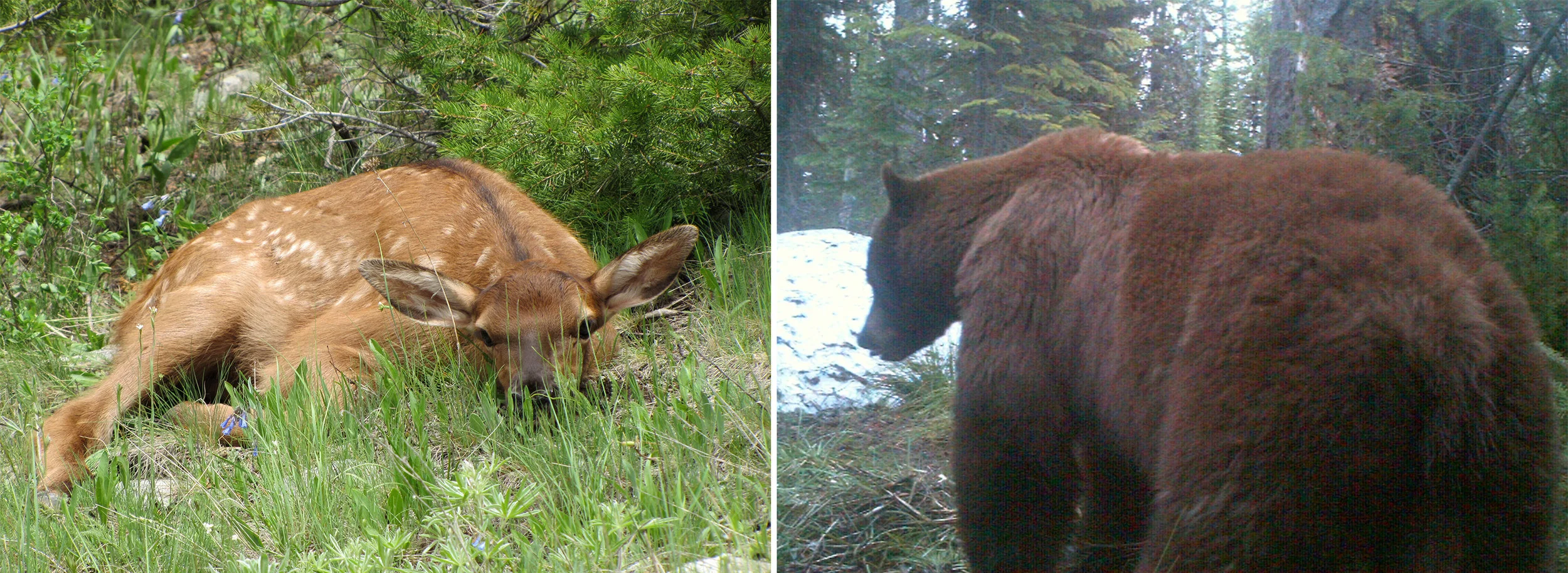 LEFT: Mortality among elk calves, regardless of cause, occurs during the first few weeks of life. This is the time when the elk calves are most vulnerable to predation by bears.RIGHT: While bear hunting in most areas of Western Montana you must be a…